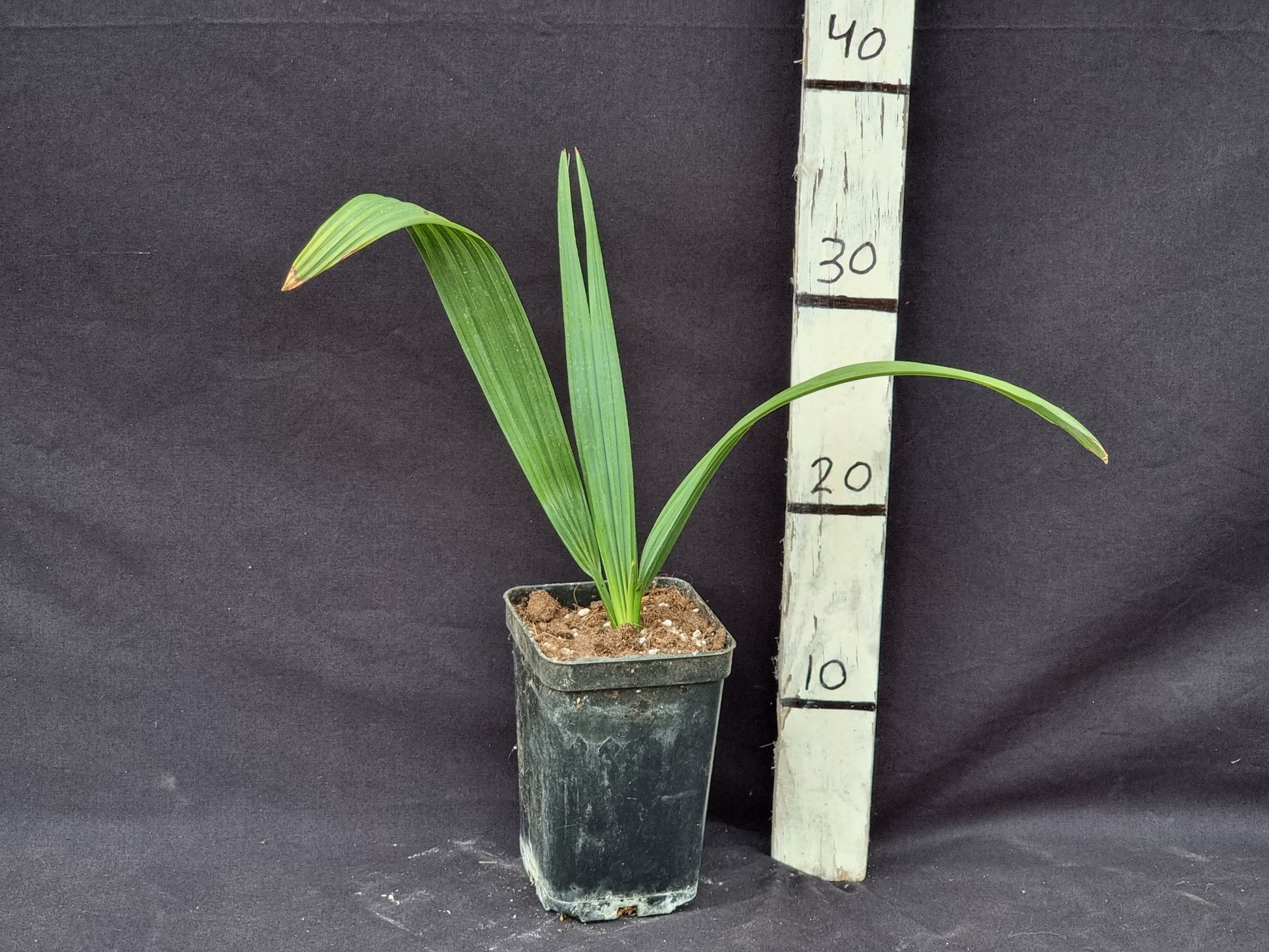 Sabal minor