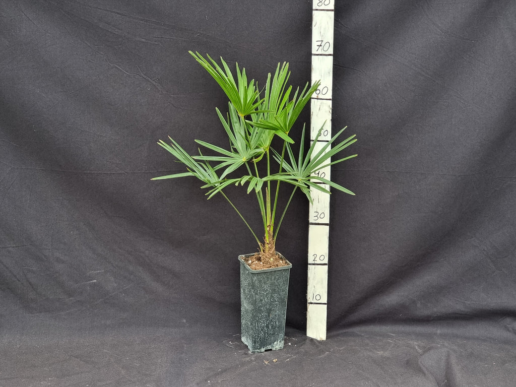 Trachycarpus fortunei var. wagnerianus X fortunei