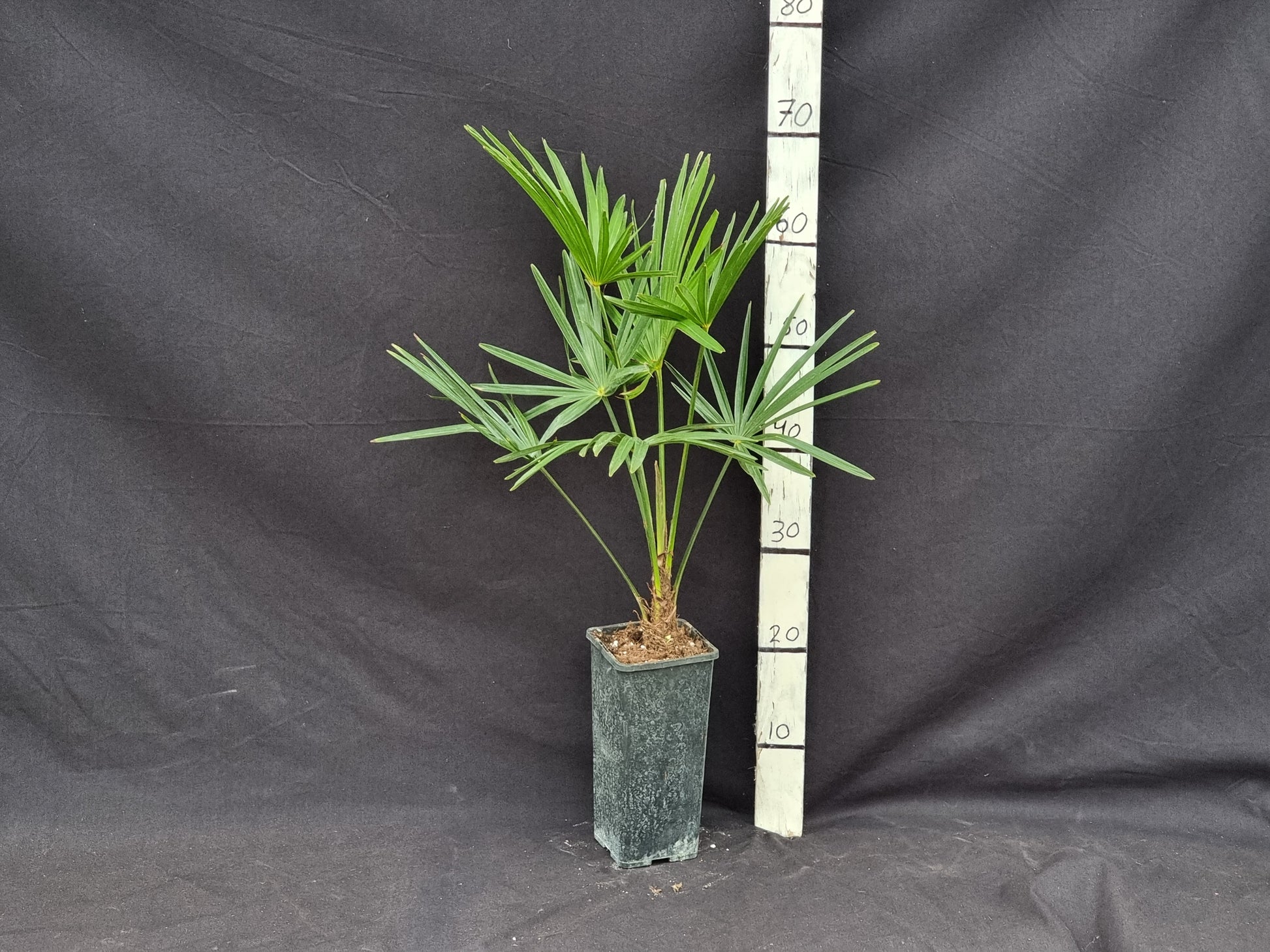 Trachycarpus fortunei var. wagnerianus X fortunei