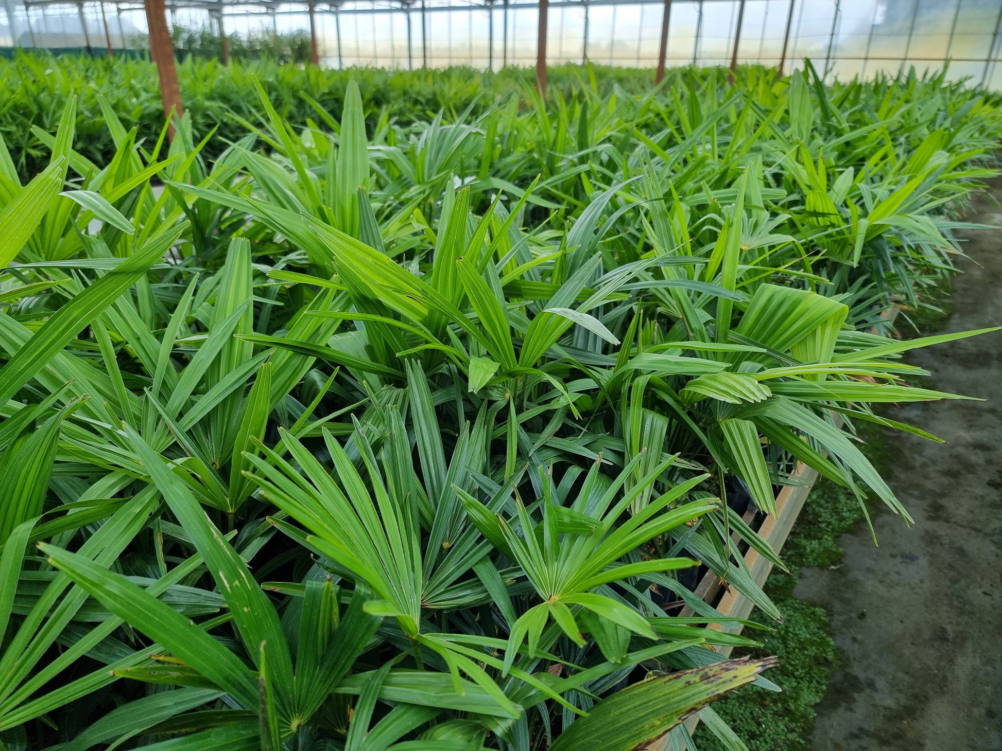 Trachycarpus fortunei var. wagnerianus X fortunei