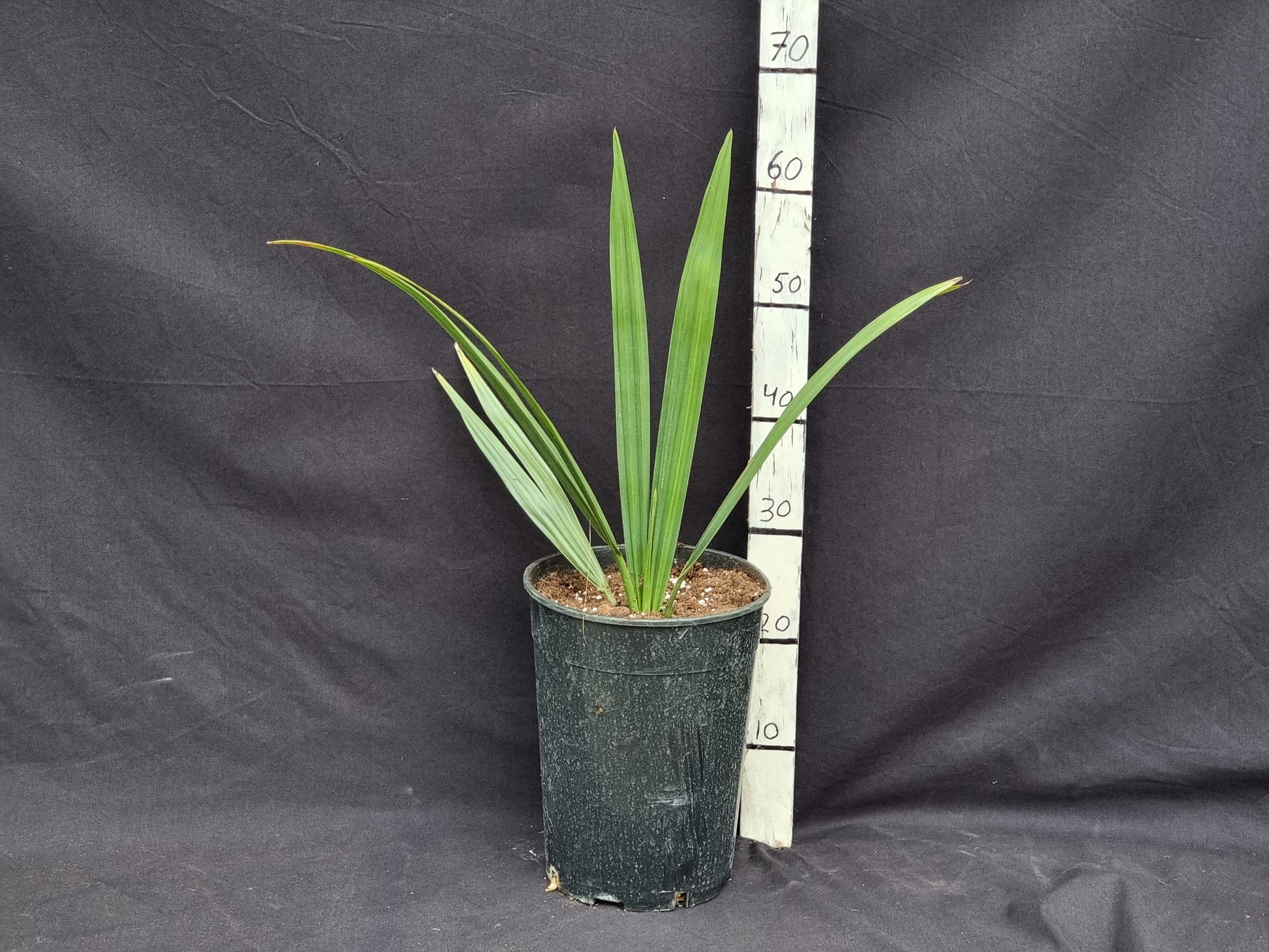 Sabal lougheediana
