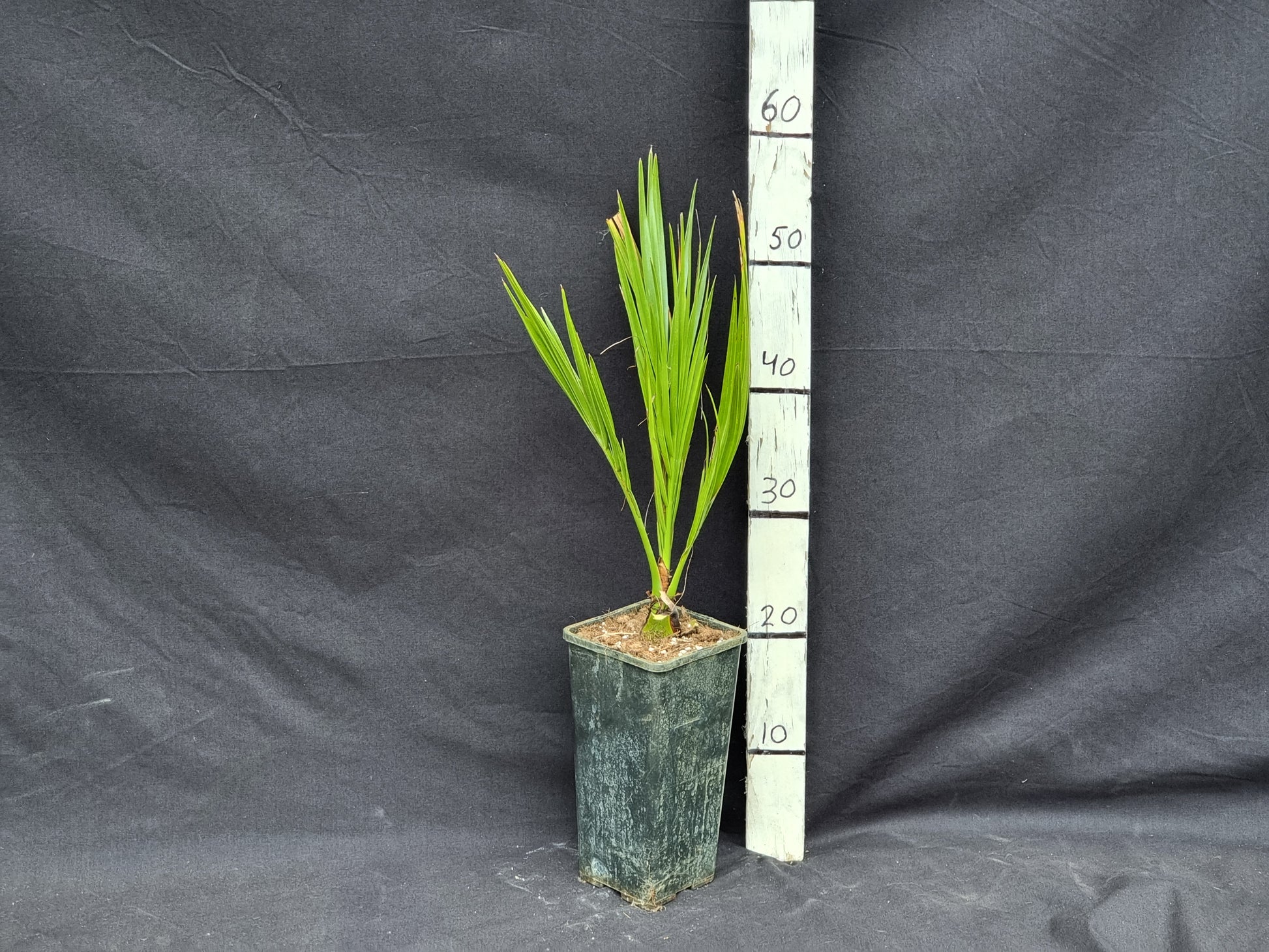 Phoenix dactylifera 'Tinghir'