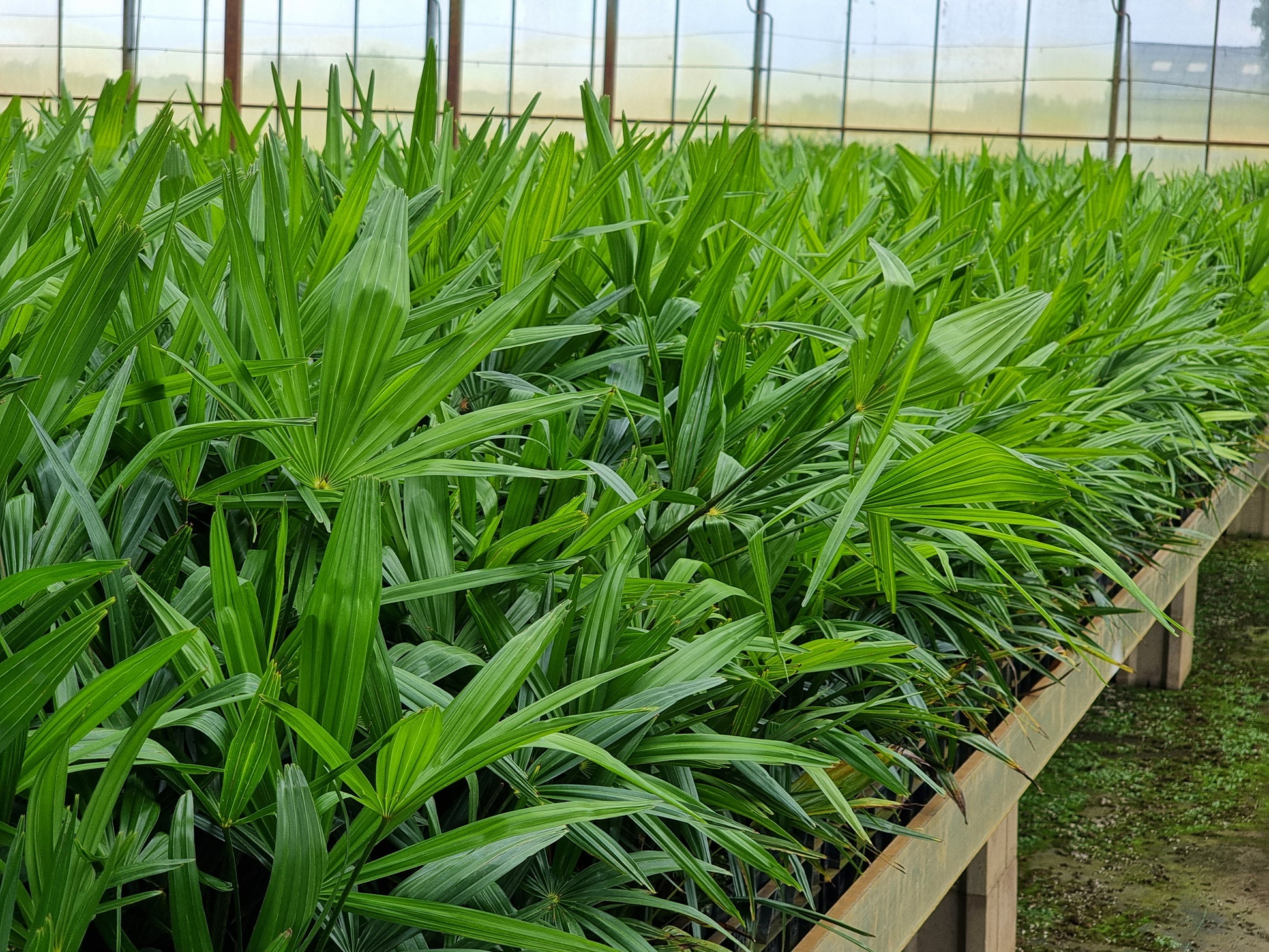 Trachycarpus fortunei 3x
