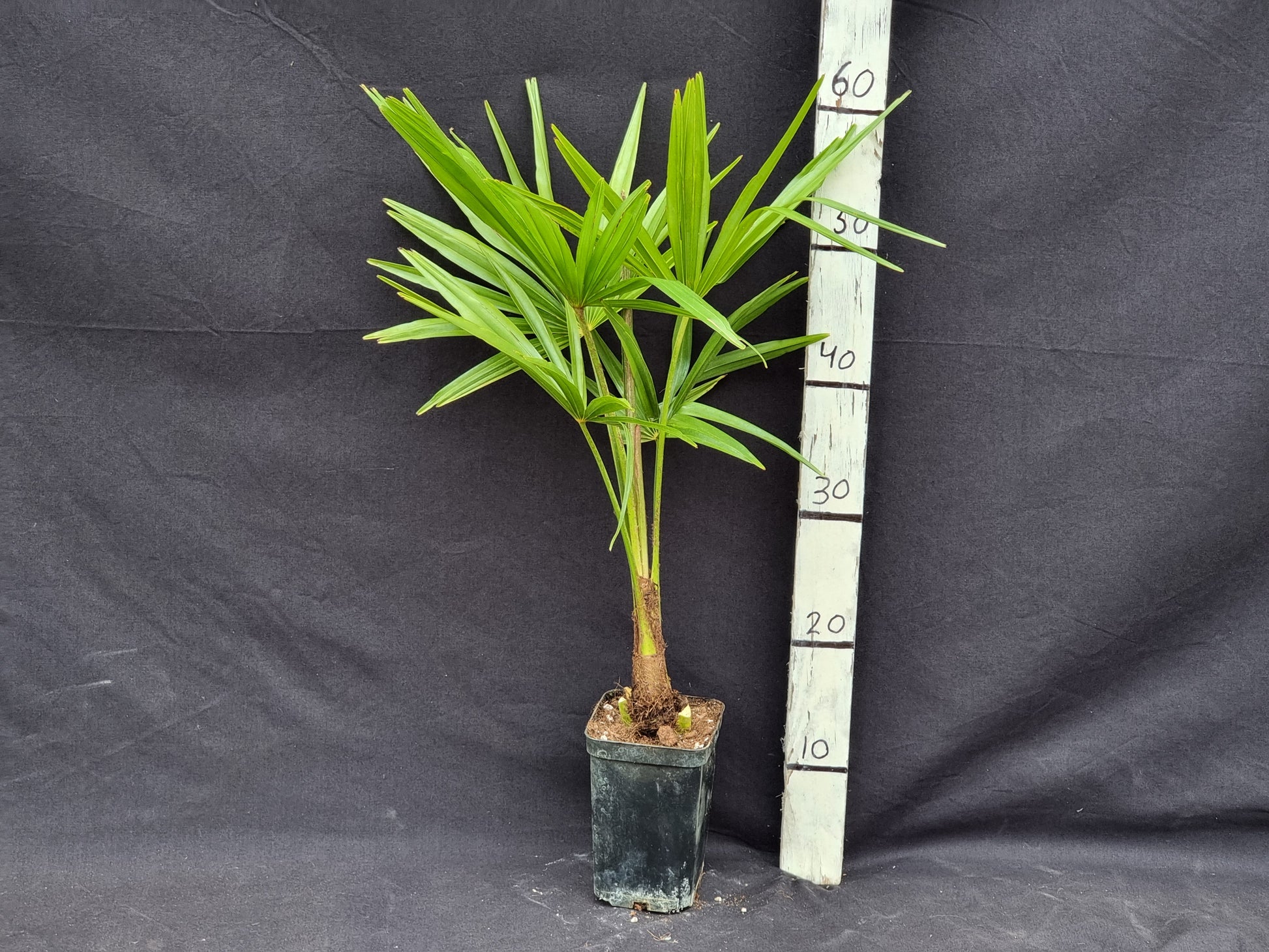Trachycarpus fortunei 10x