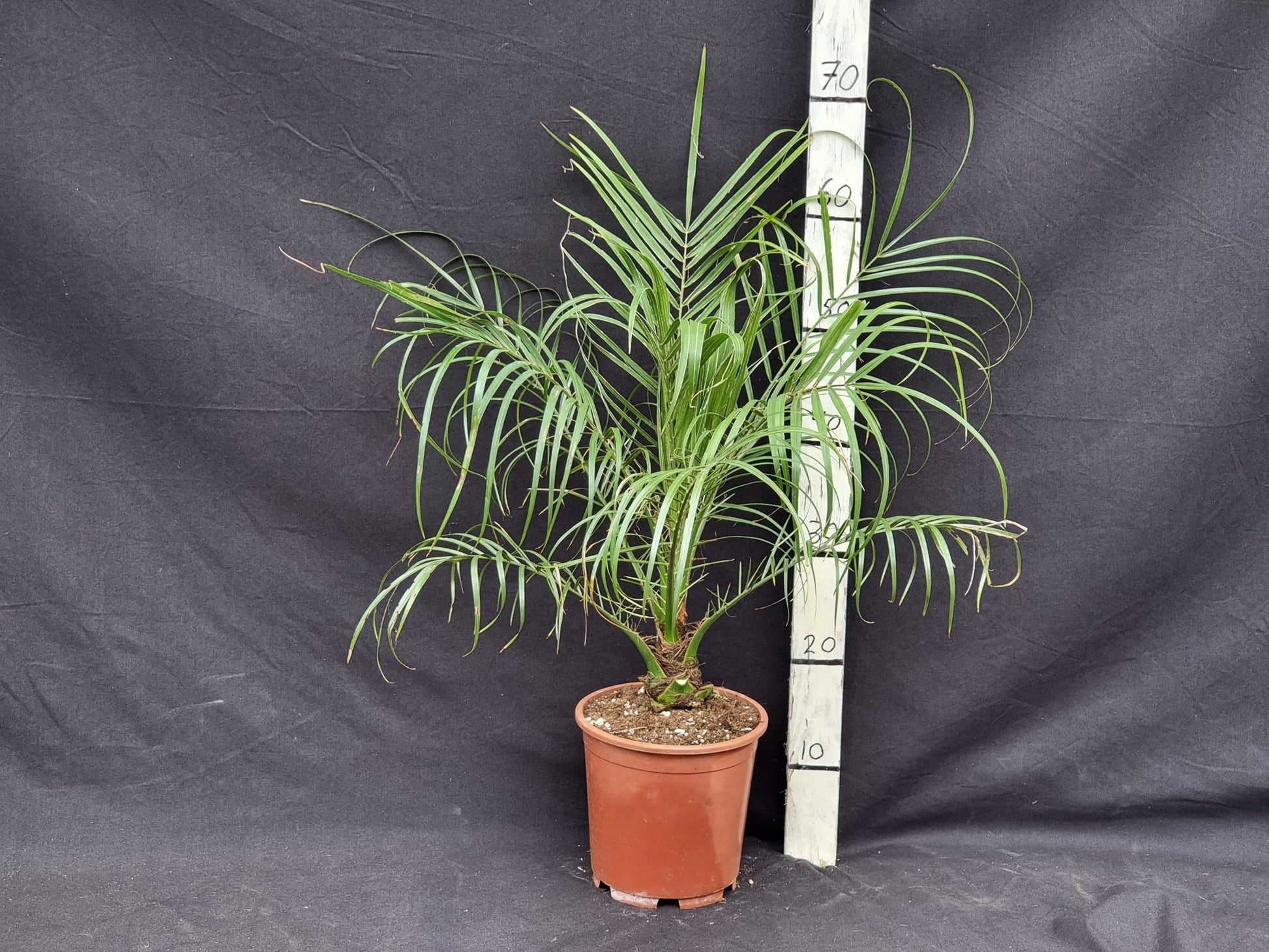 Phoenix roebelenii