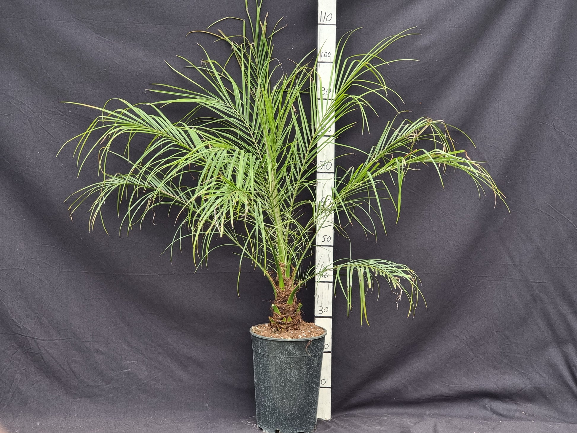 Phoenix roebelenii