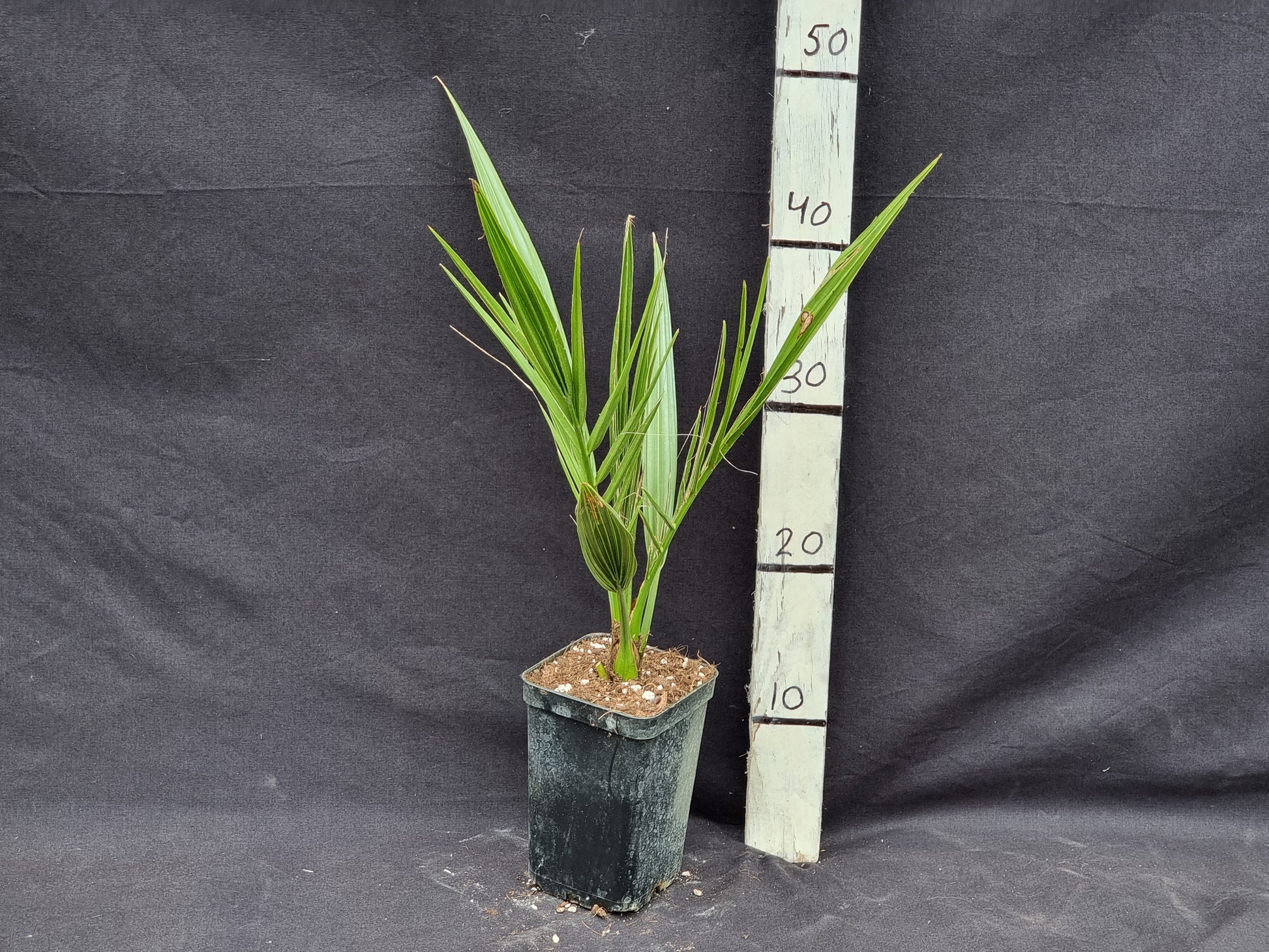 Phoenix theophrasti 'Datca'