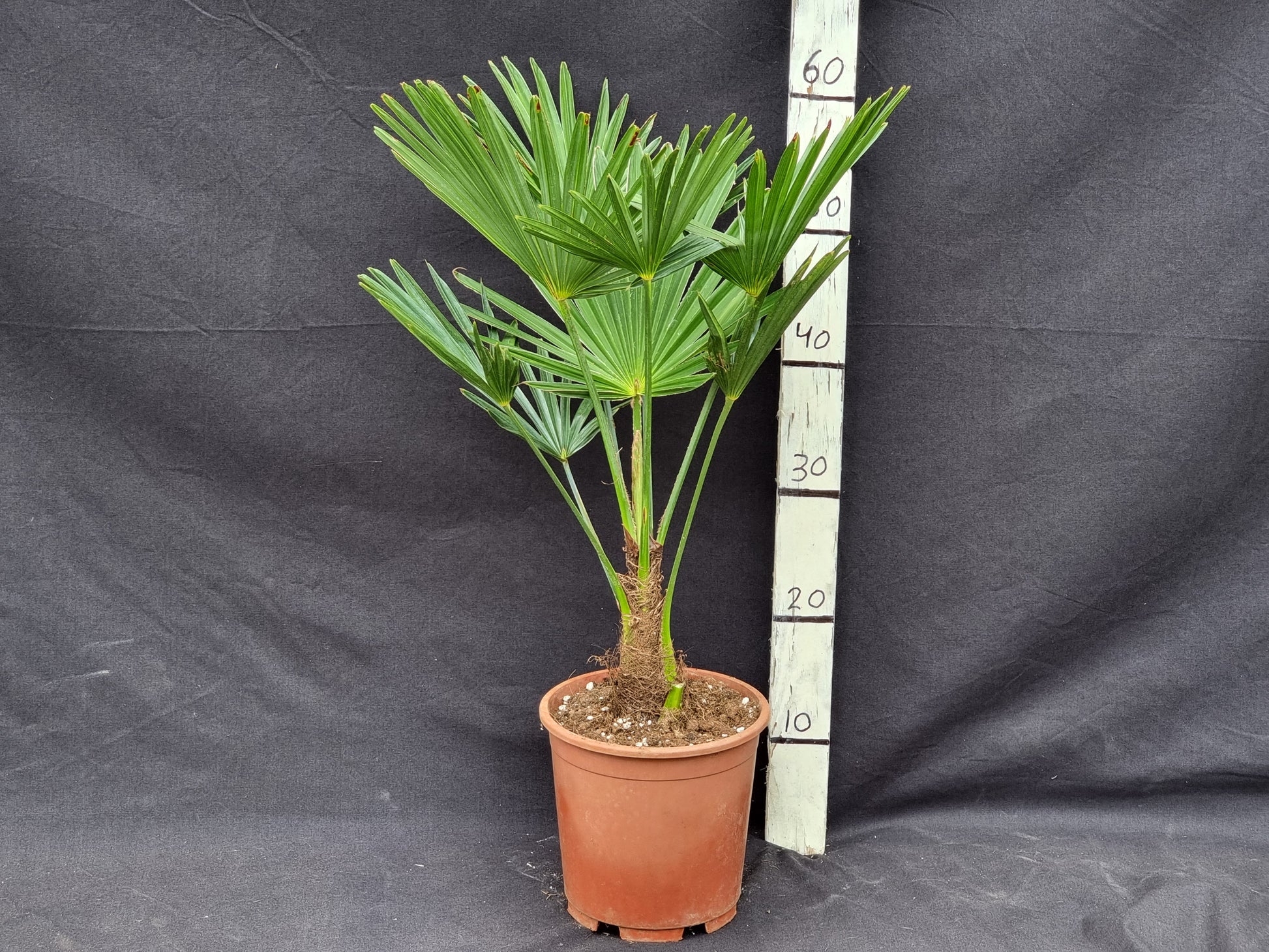 Trachycarpus fortunei var. wagnerianus 3x