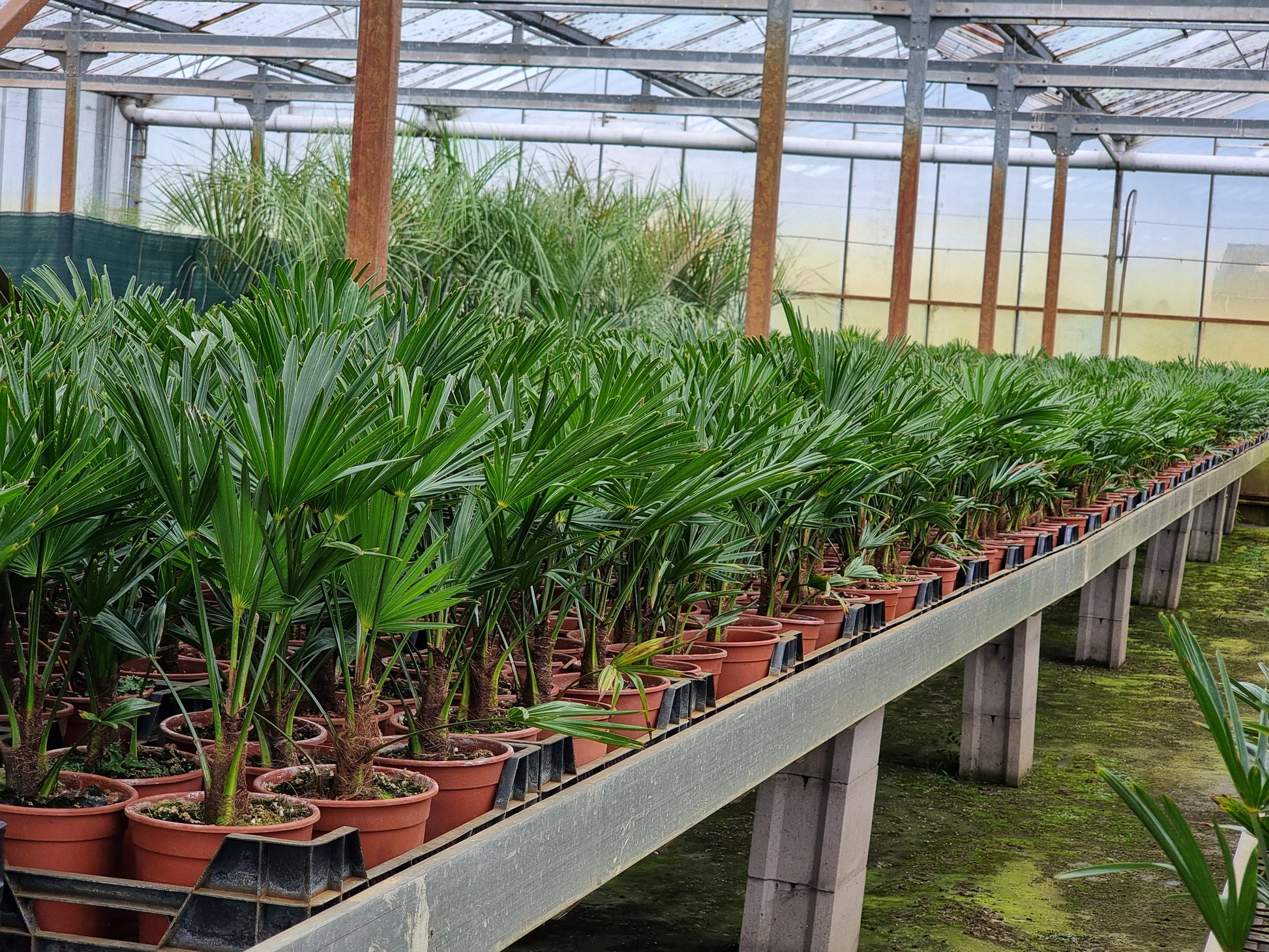 Trachycarpus fortunei var. wagnerianus 100x