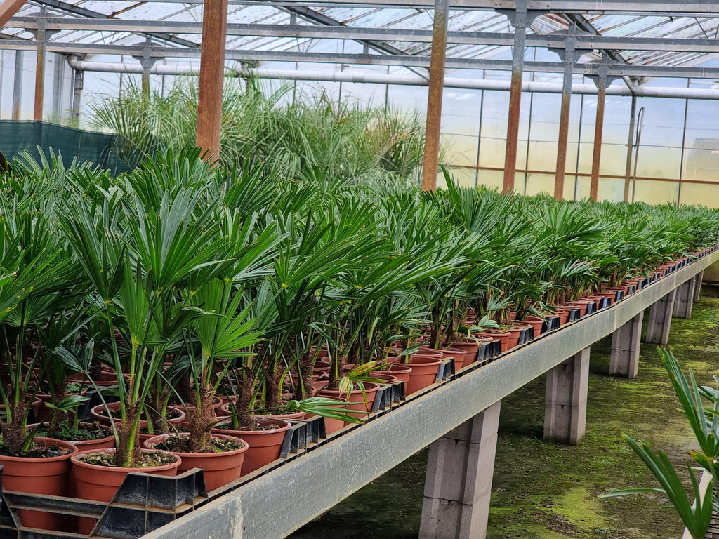 Trachycarpus fortunei var. wagnerianus 3x