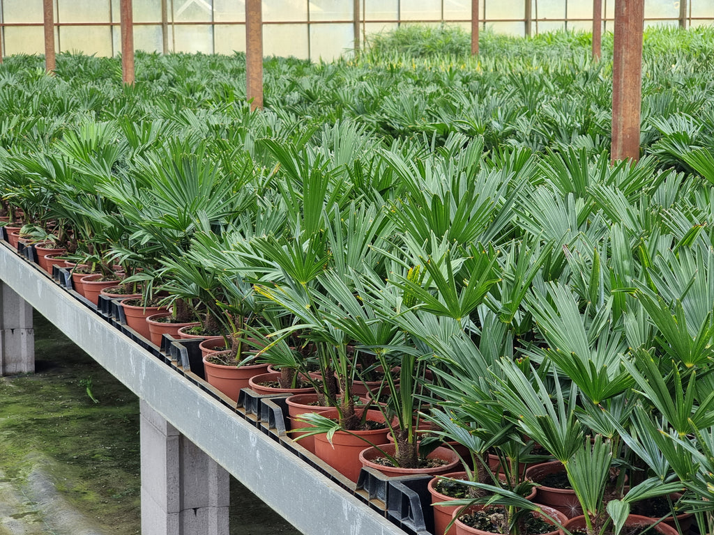 Trachycarpus fortunei var. wagnerianus 10x