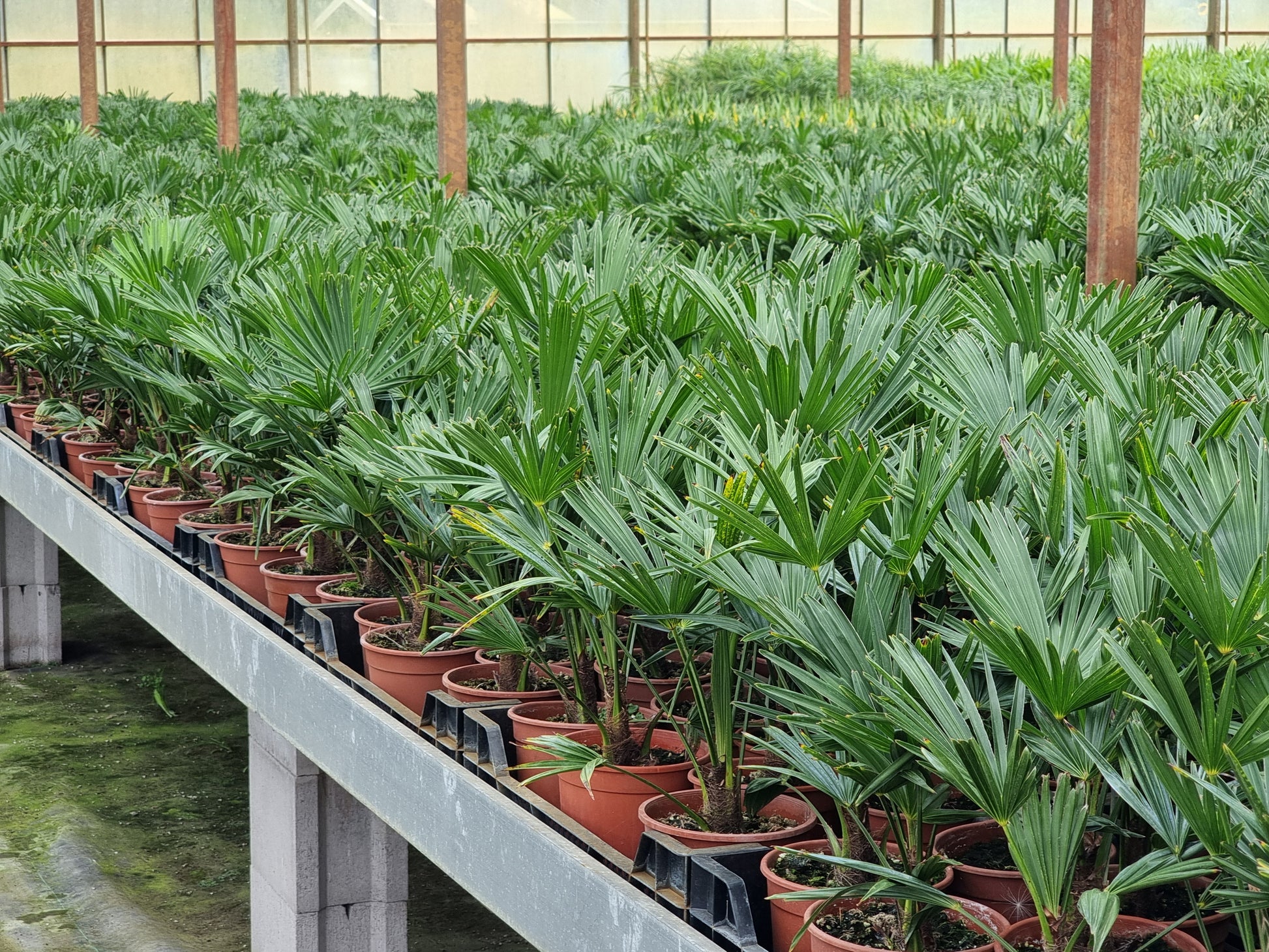 Trachycarpus fortunei var. wagnerianus 3x