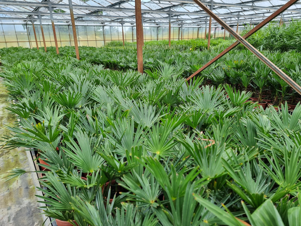 Trachycarpus fortunei var. wagnerianus 10x