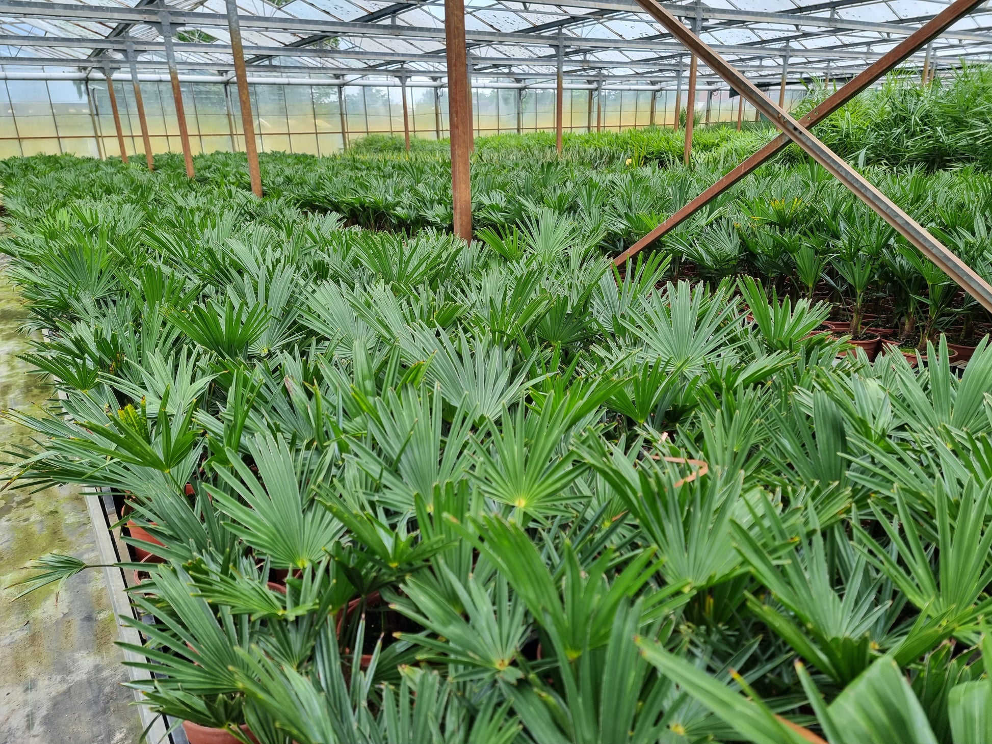 Trachycarpus fortunei var. wagnerianus 10x