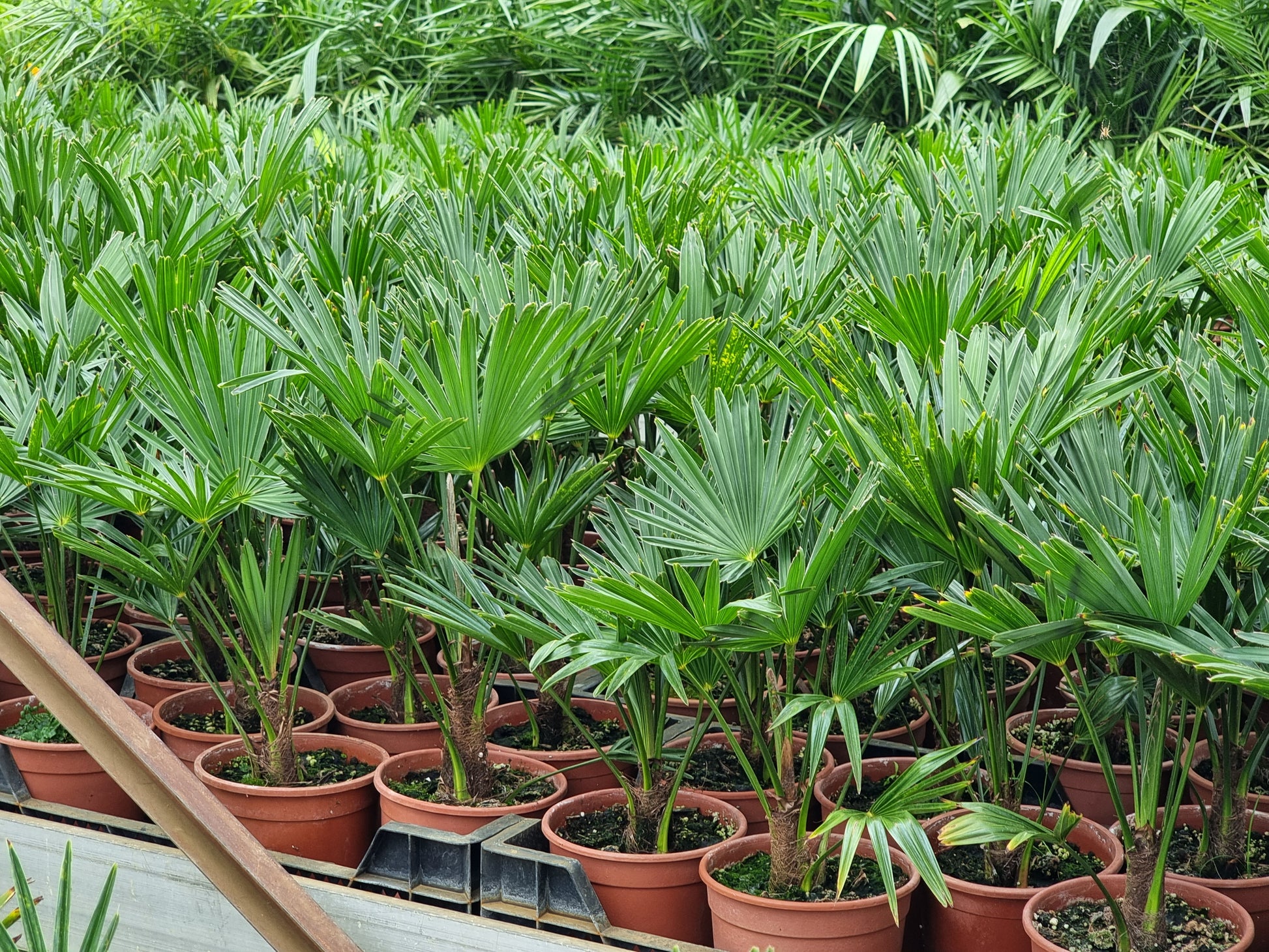 Trachycarpus fortunei var. wagnerianus 10x