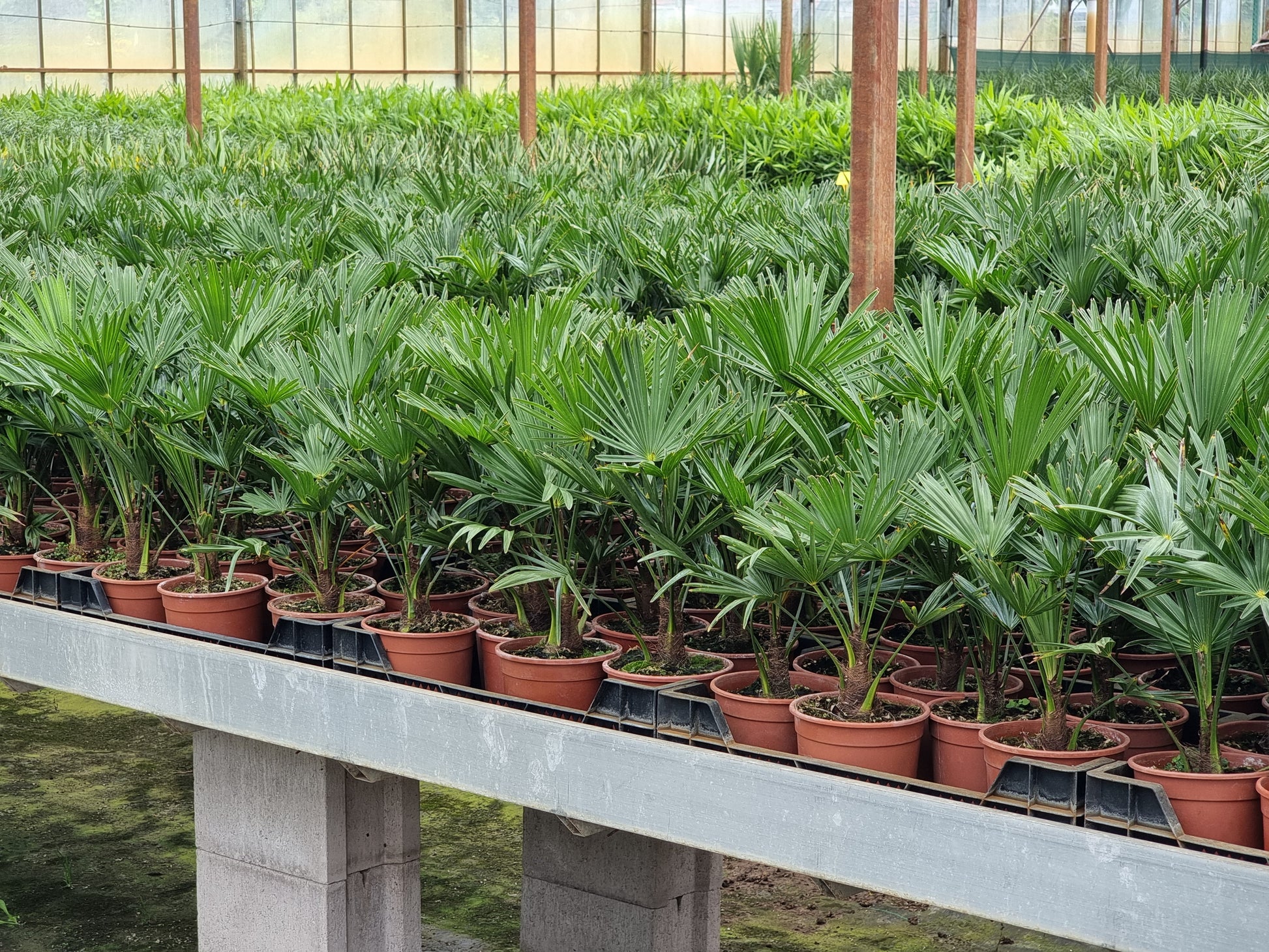 Trachycarpus fortunei var. wagnerianus 10x