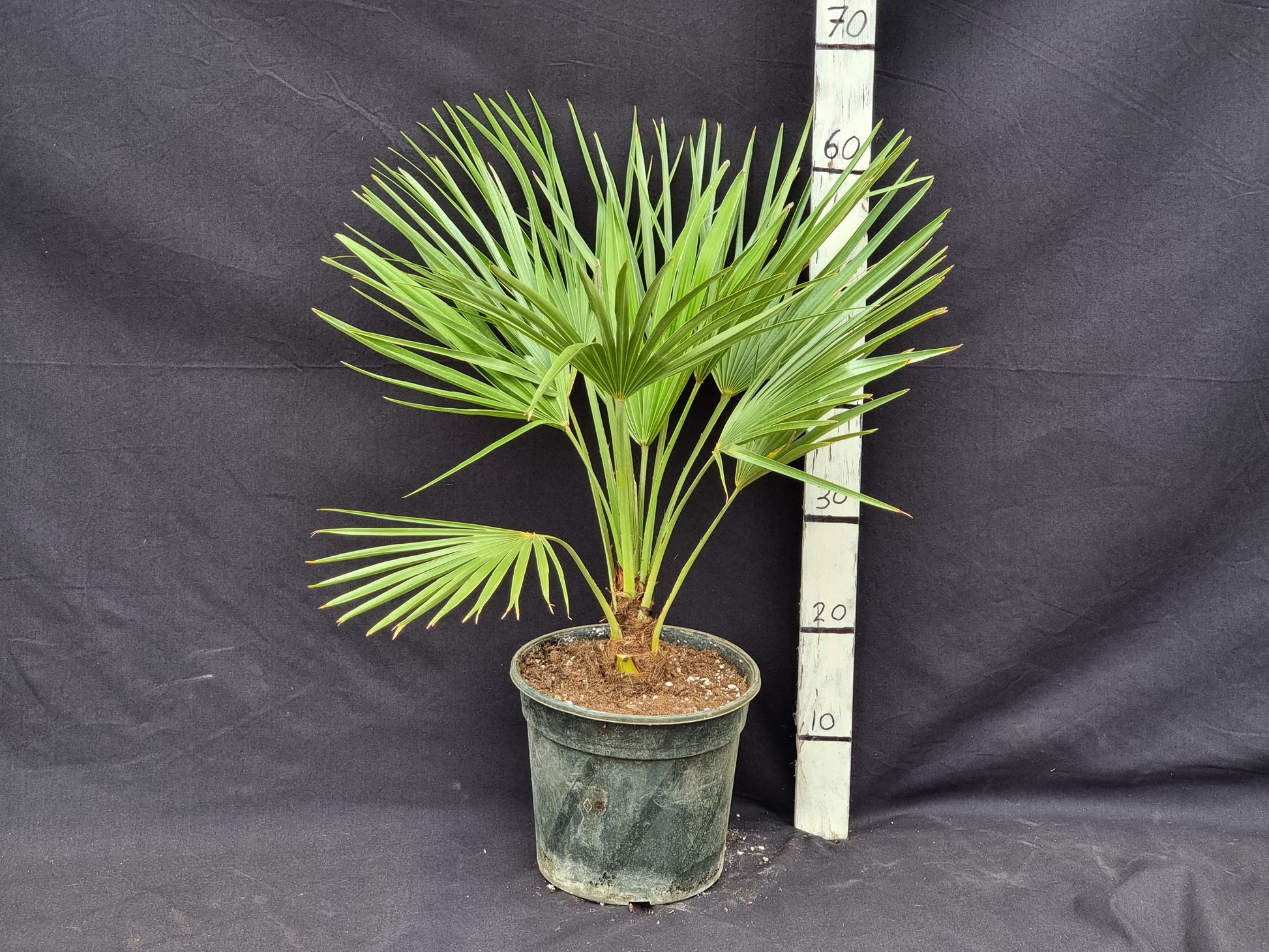 Chamaerops humilis