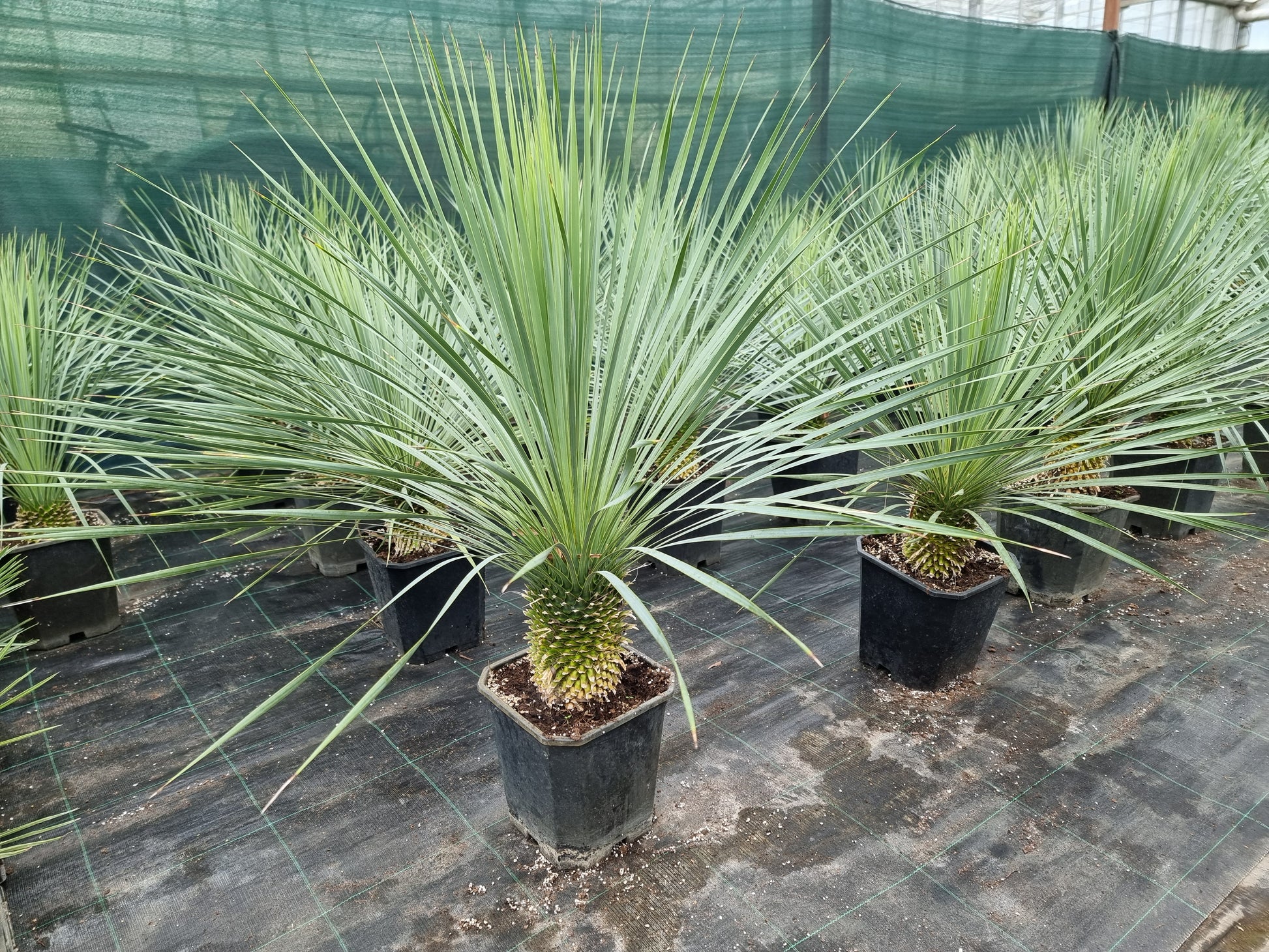 Yucca rostrata