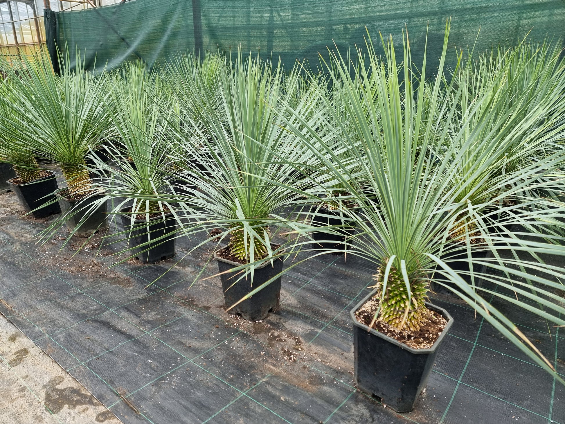 Yucca rostrata