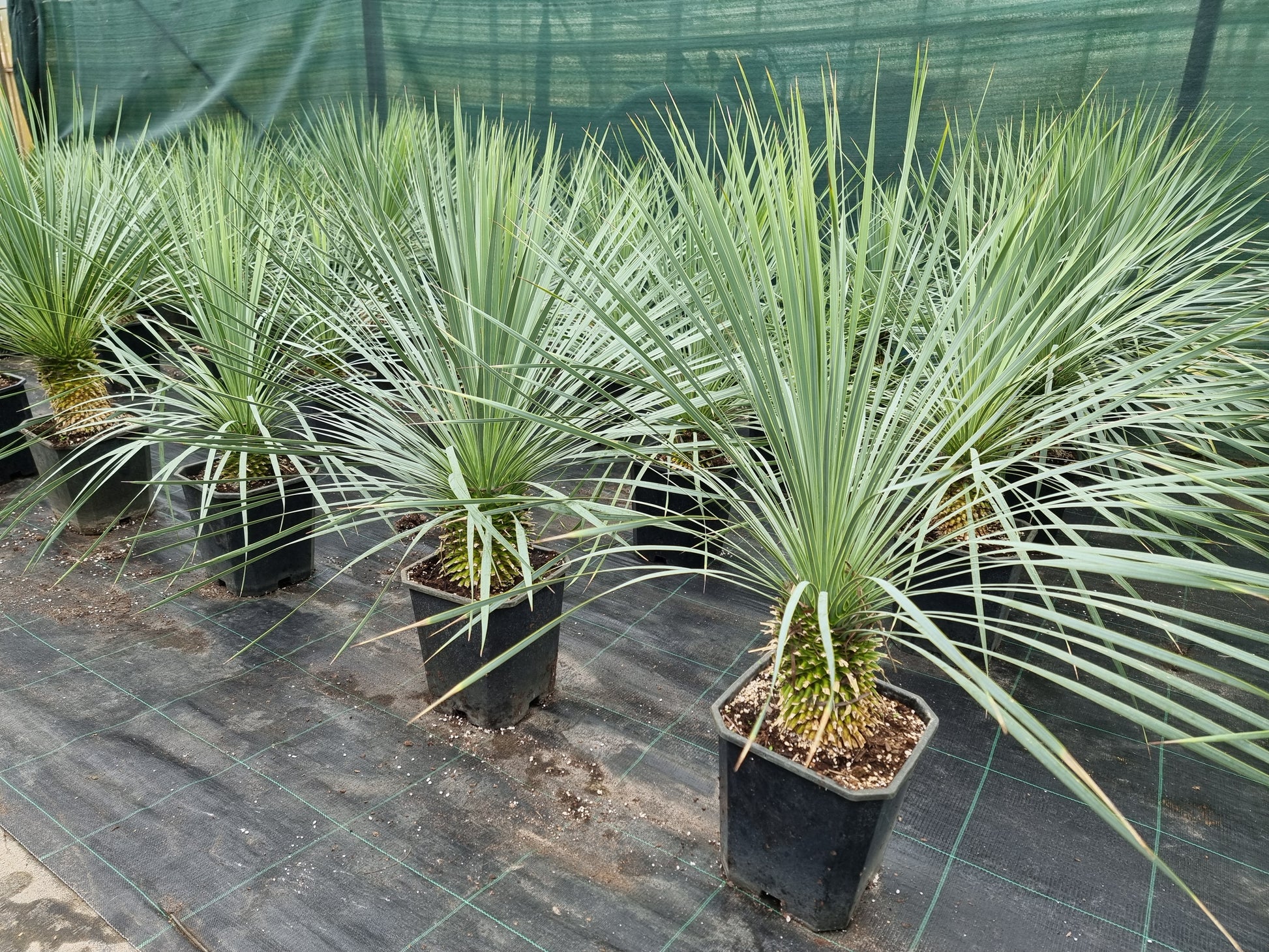 Yucca rostrata