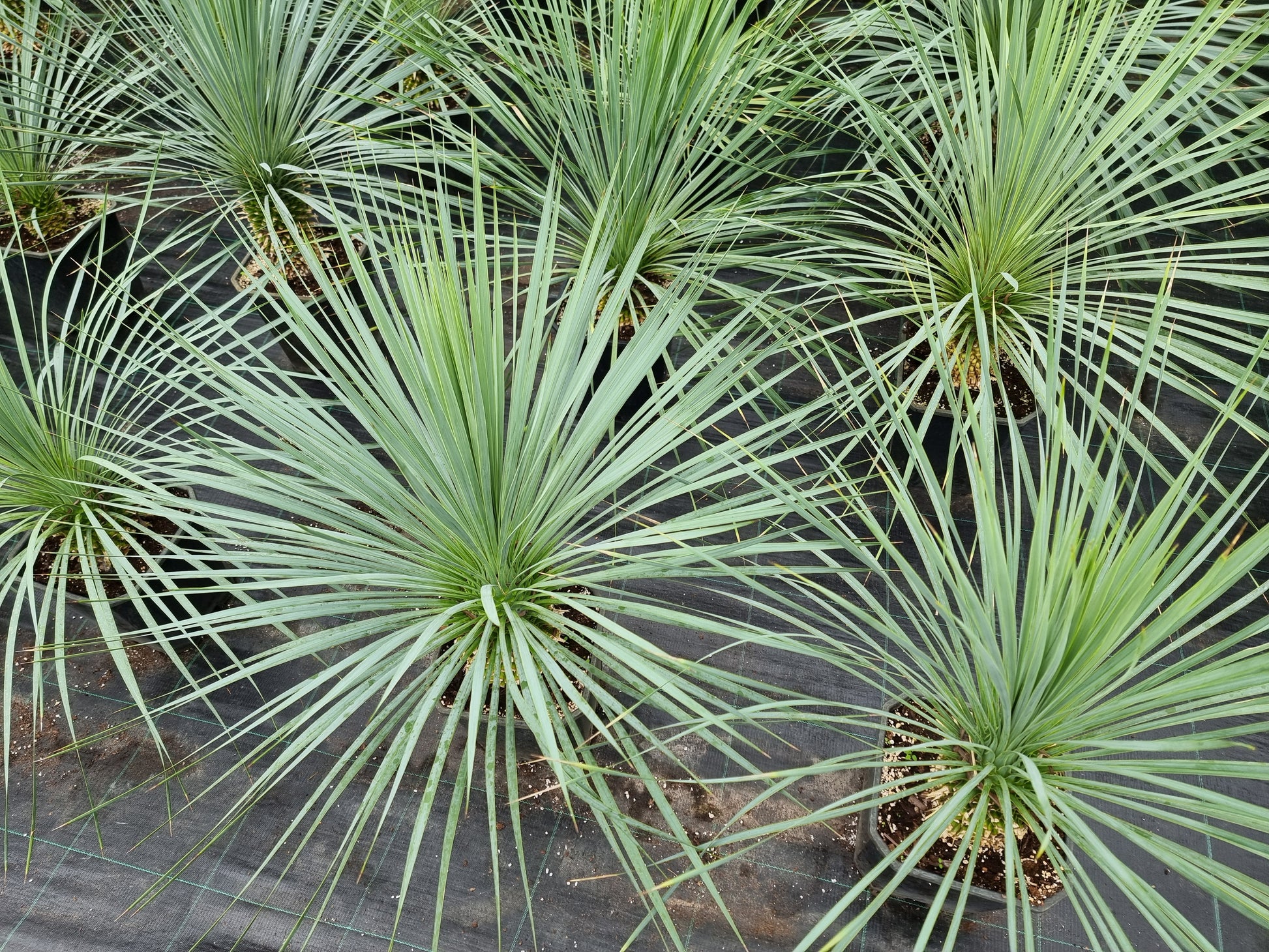 Yucca rostrata
