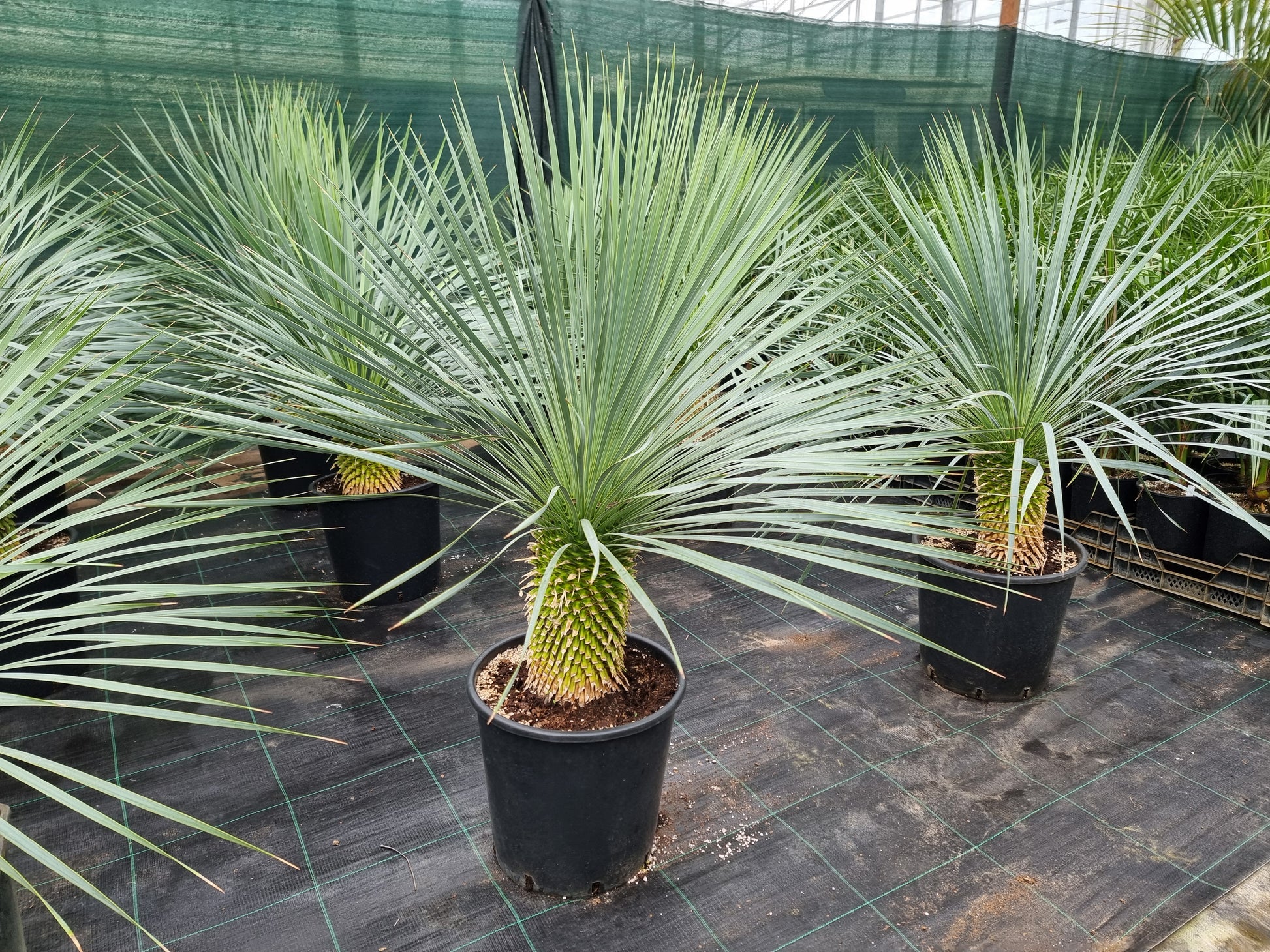 Yucca rostrata
