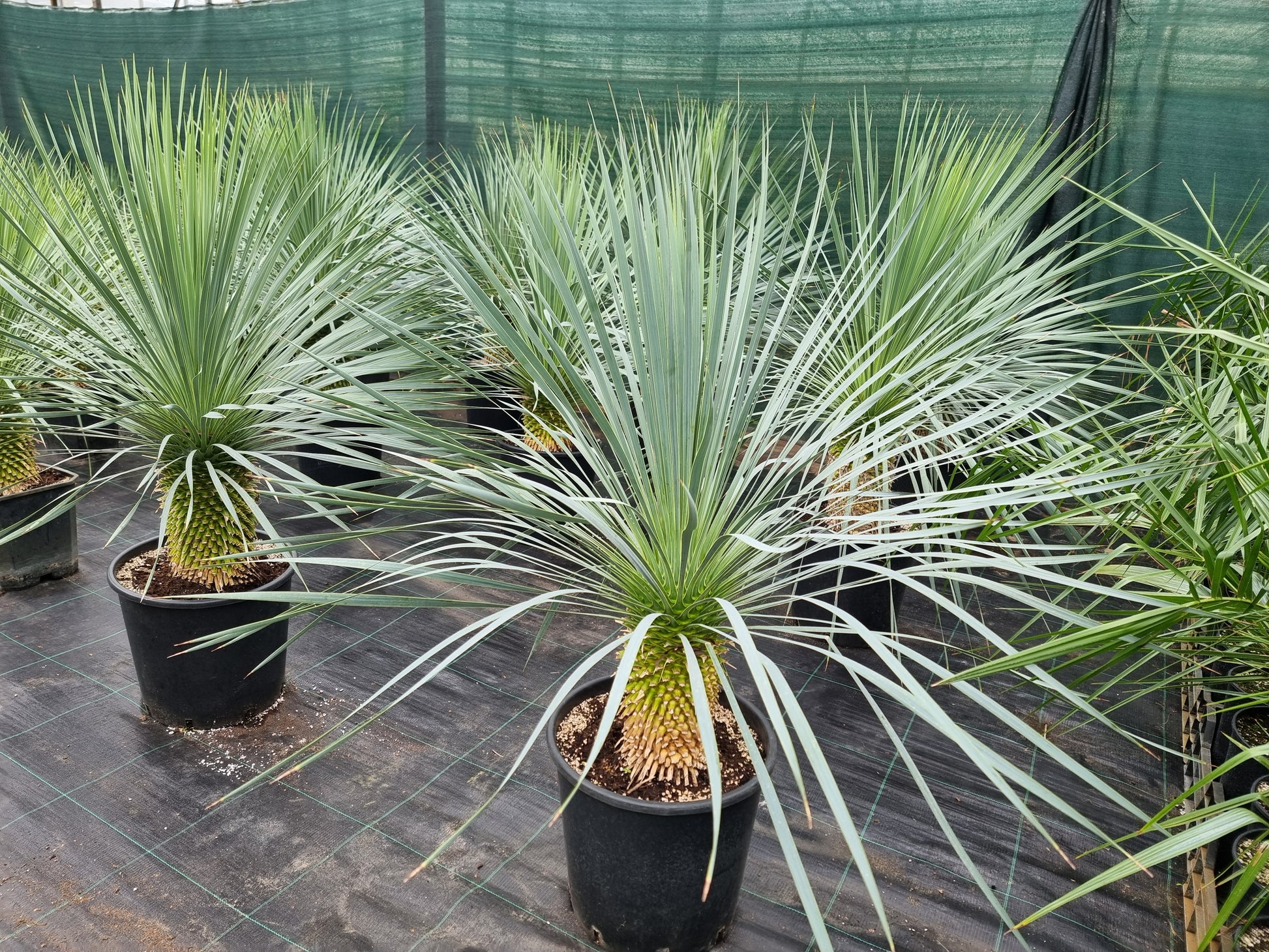 Yucca rostrata