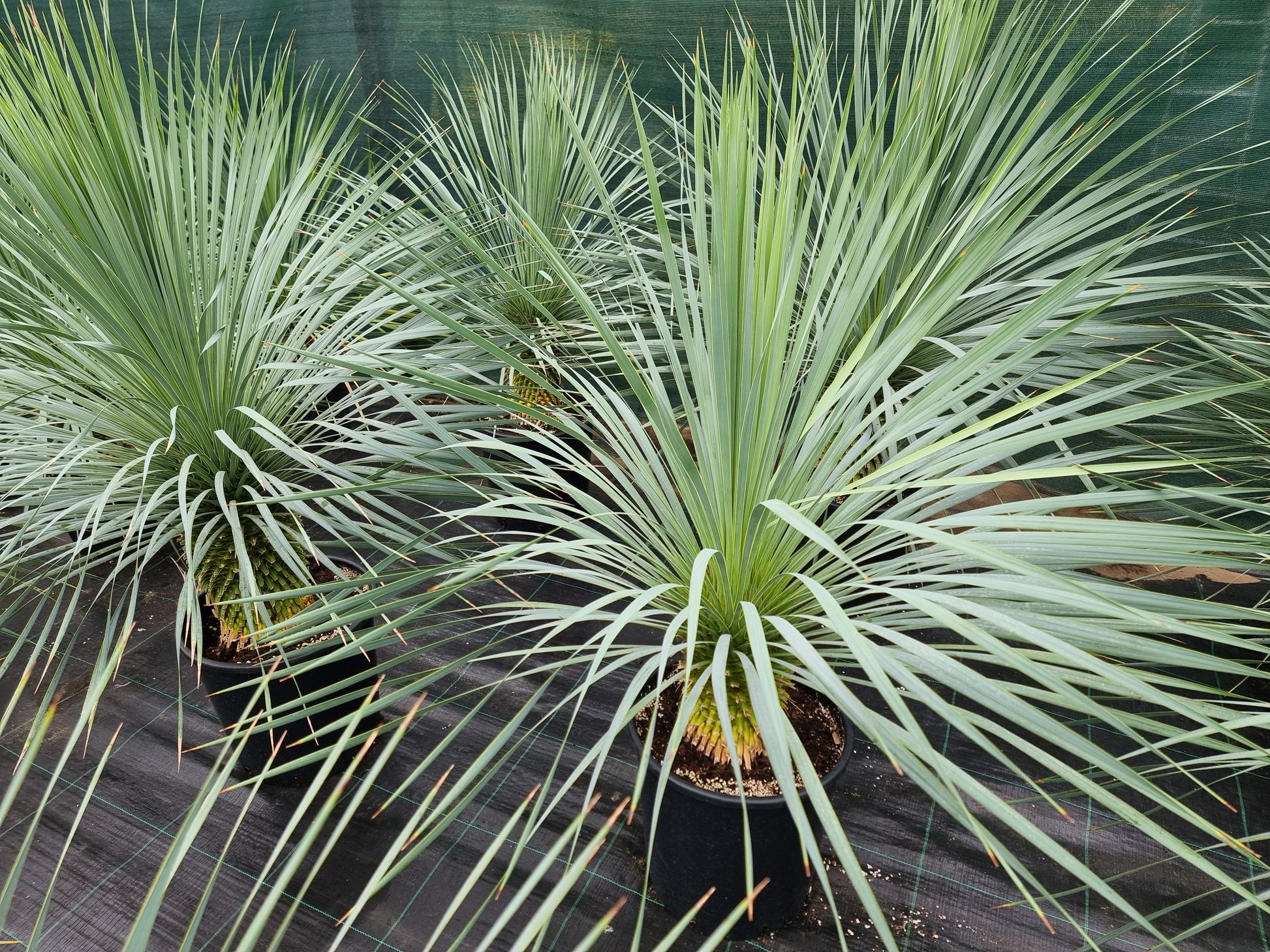 Yucca rostrata