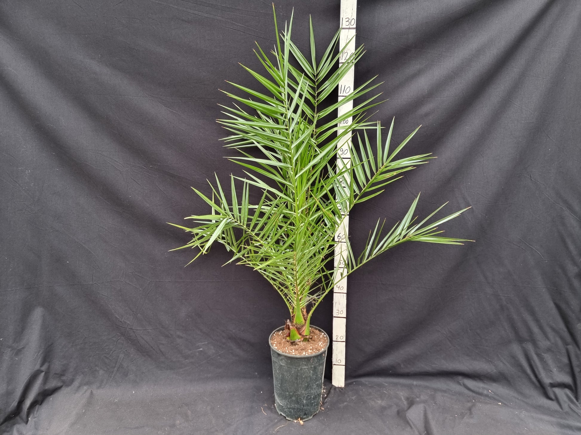 Phoenix canariensis 'Porphyrocarpa'