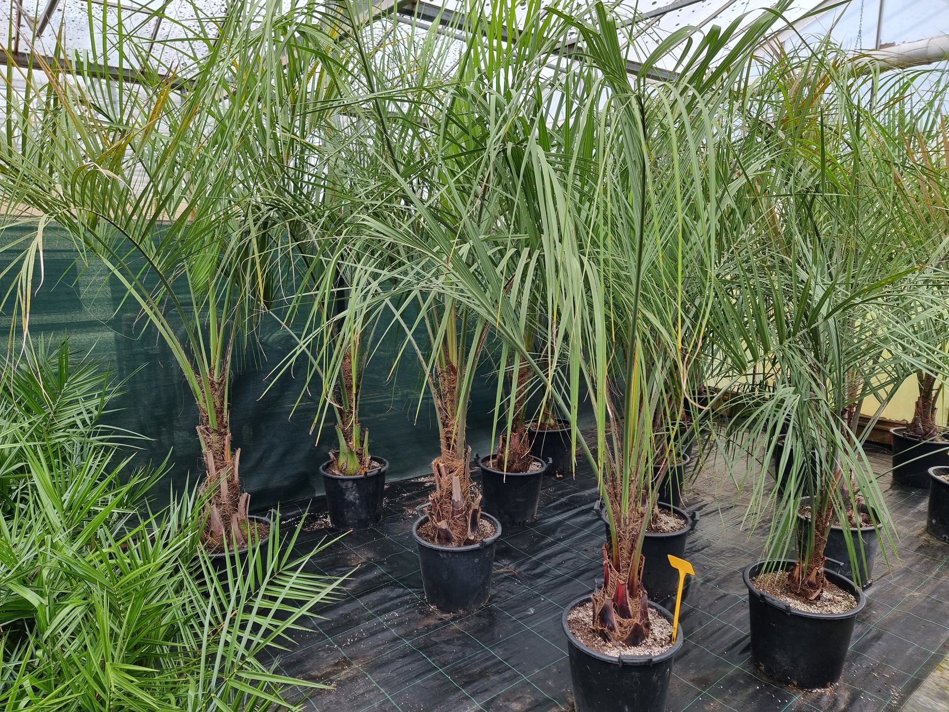 Butia odorata ⚠️ Not shippable, pick-up only