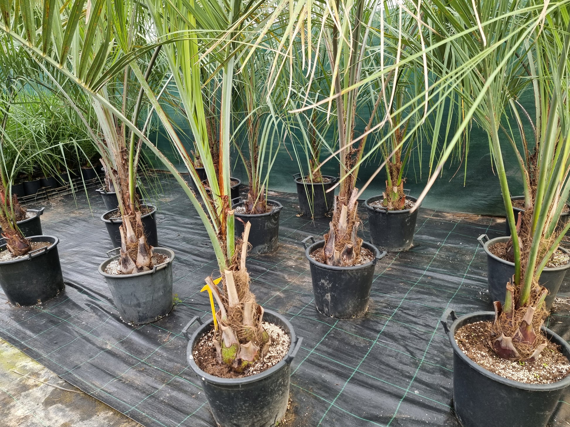 Butia odorata ⚠️ Not shippable, pick-up only