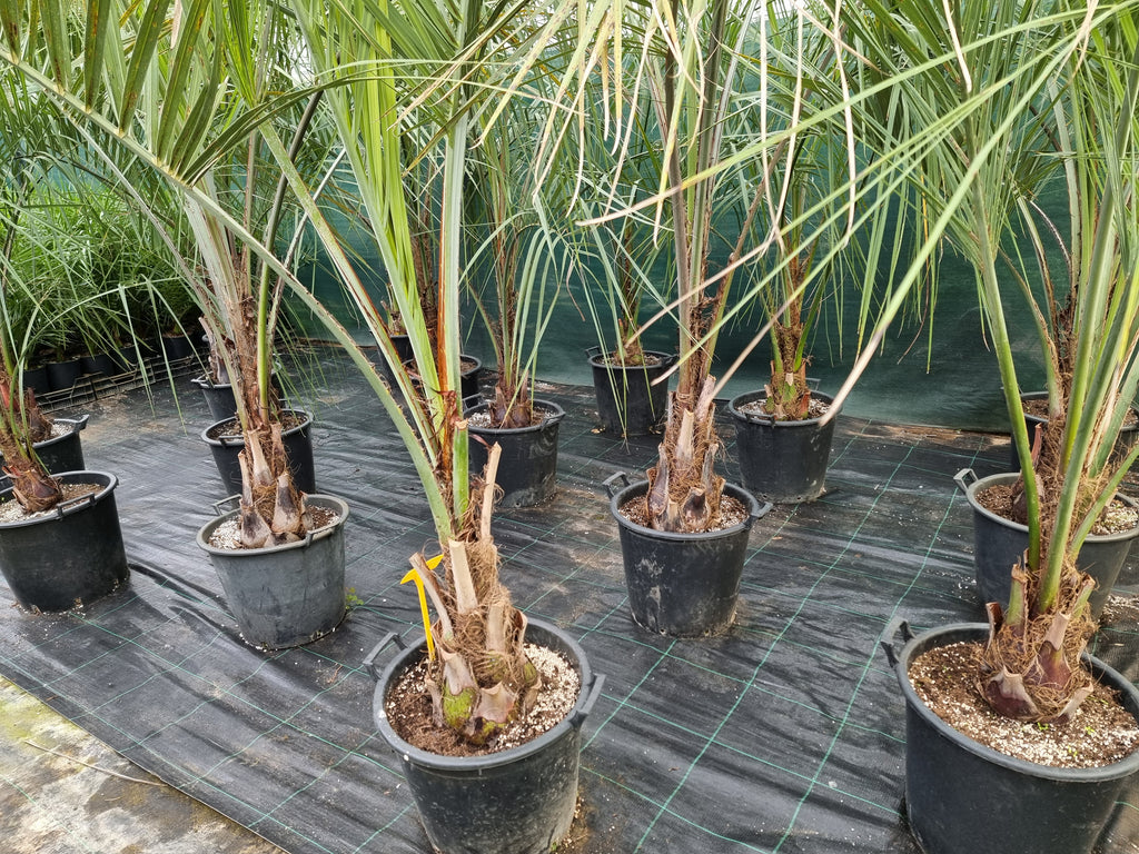 Butia odorata ⚠️ Not shippable, pick-up only