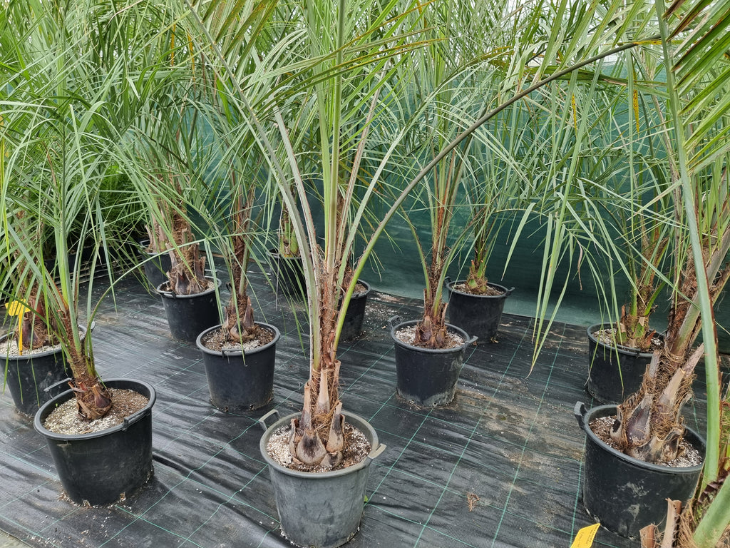 Butia odorata ⚠️ Not shippable, pick-up only