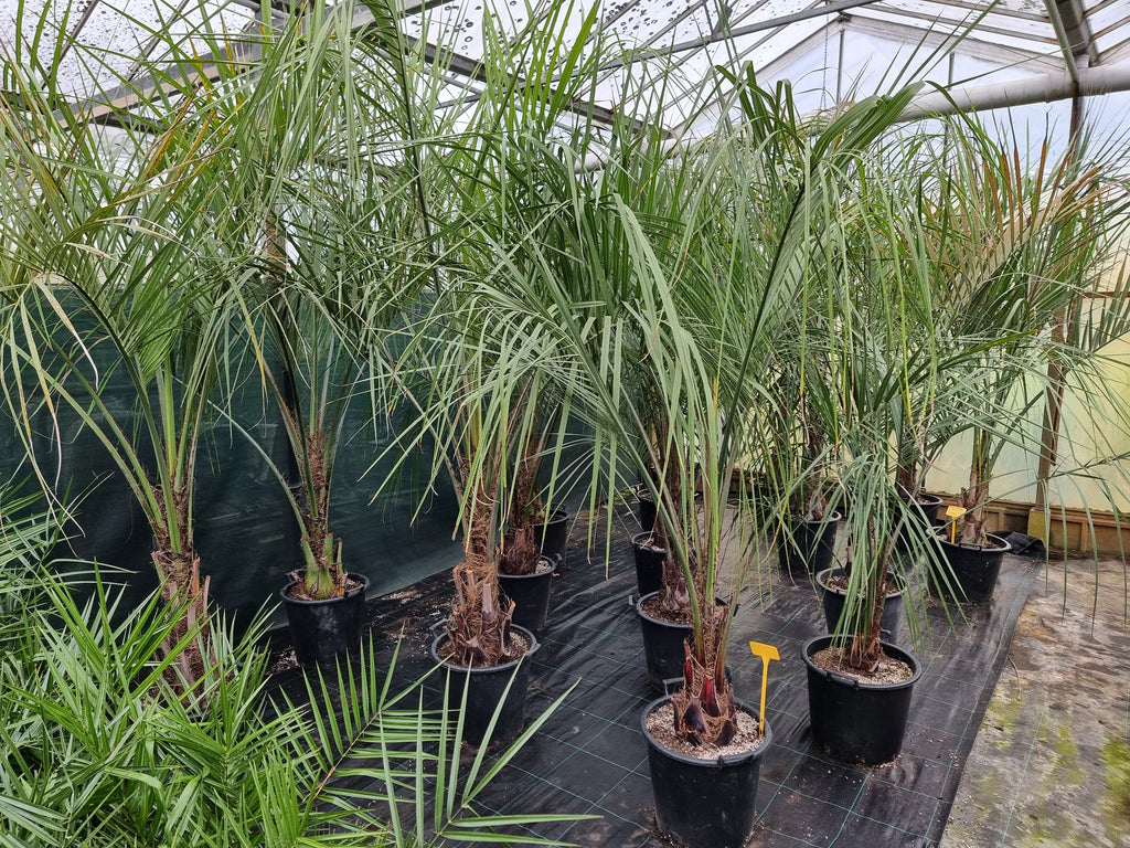 Butia odorata ⚠️ Not shippable, pick-up only