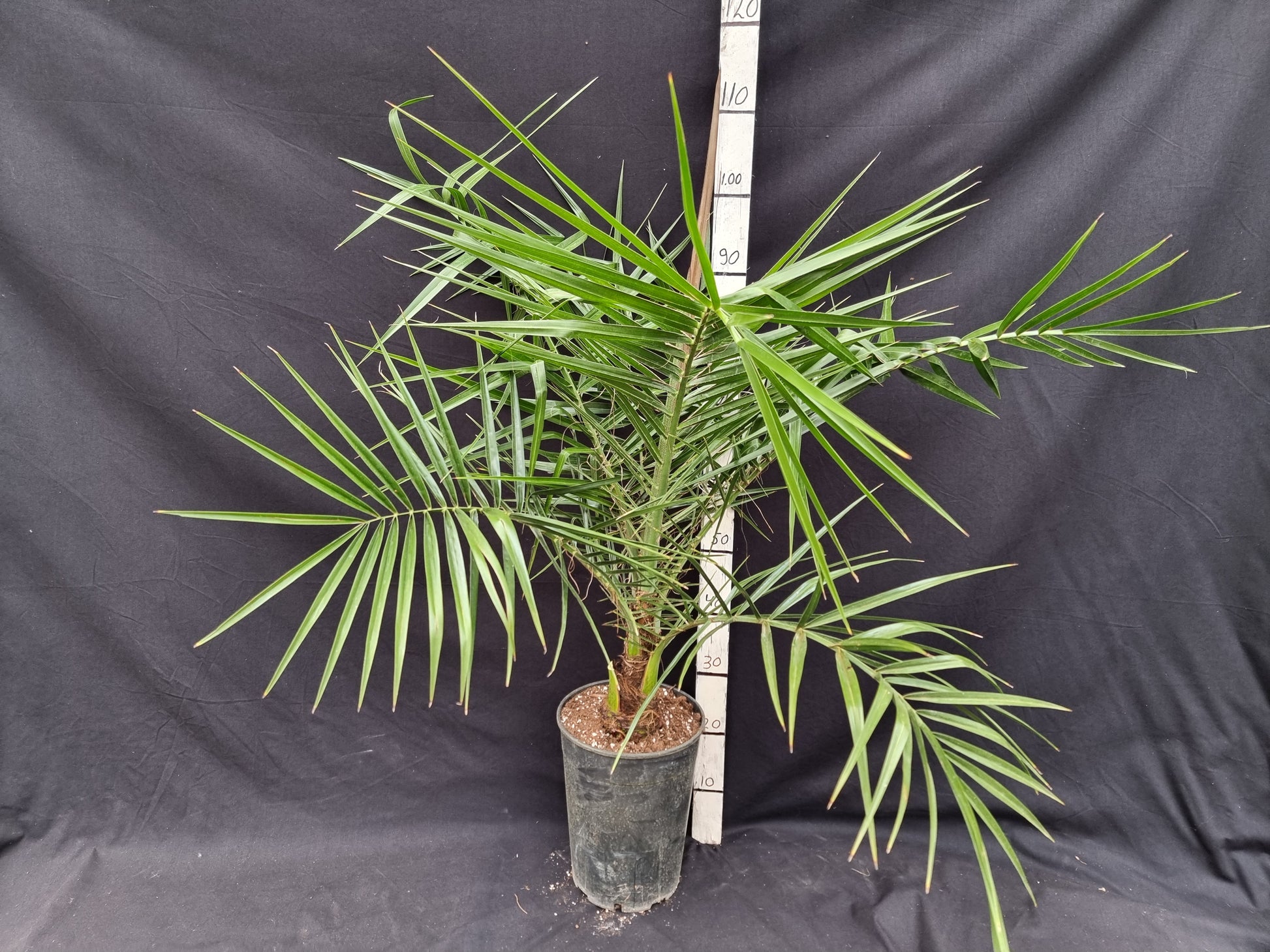 Phoenix reclinata