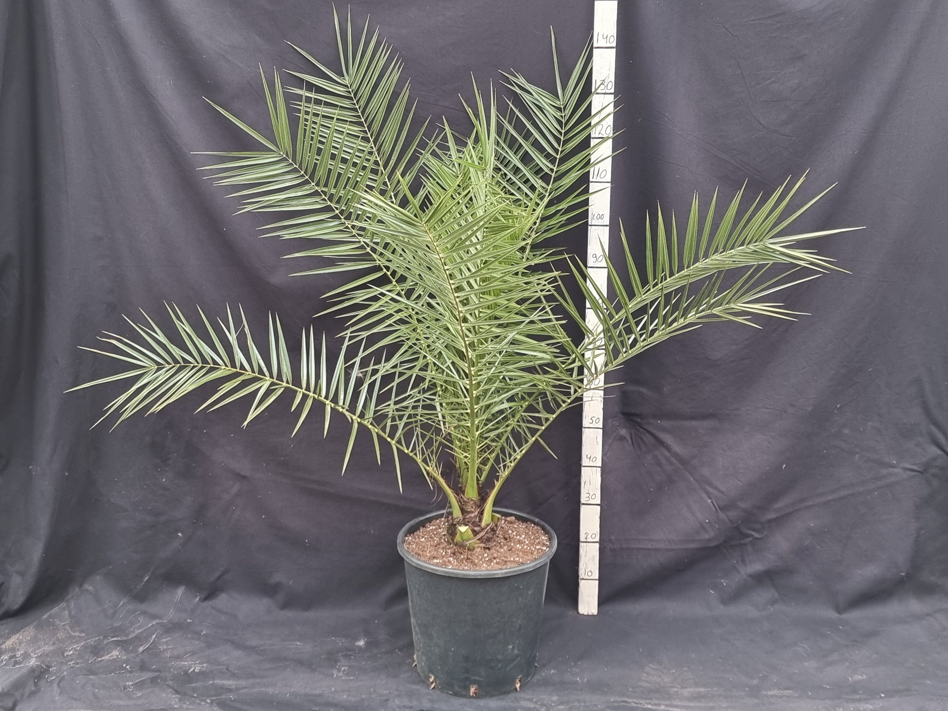 Phoenix canariensis