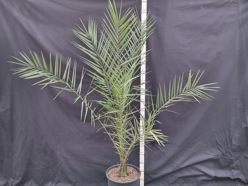 Phoenix canariensis cv. Benchijigua