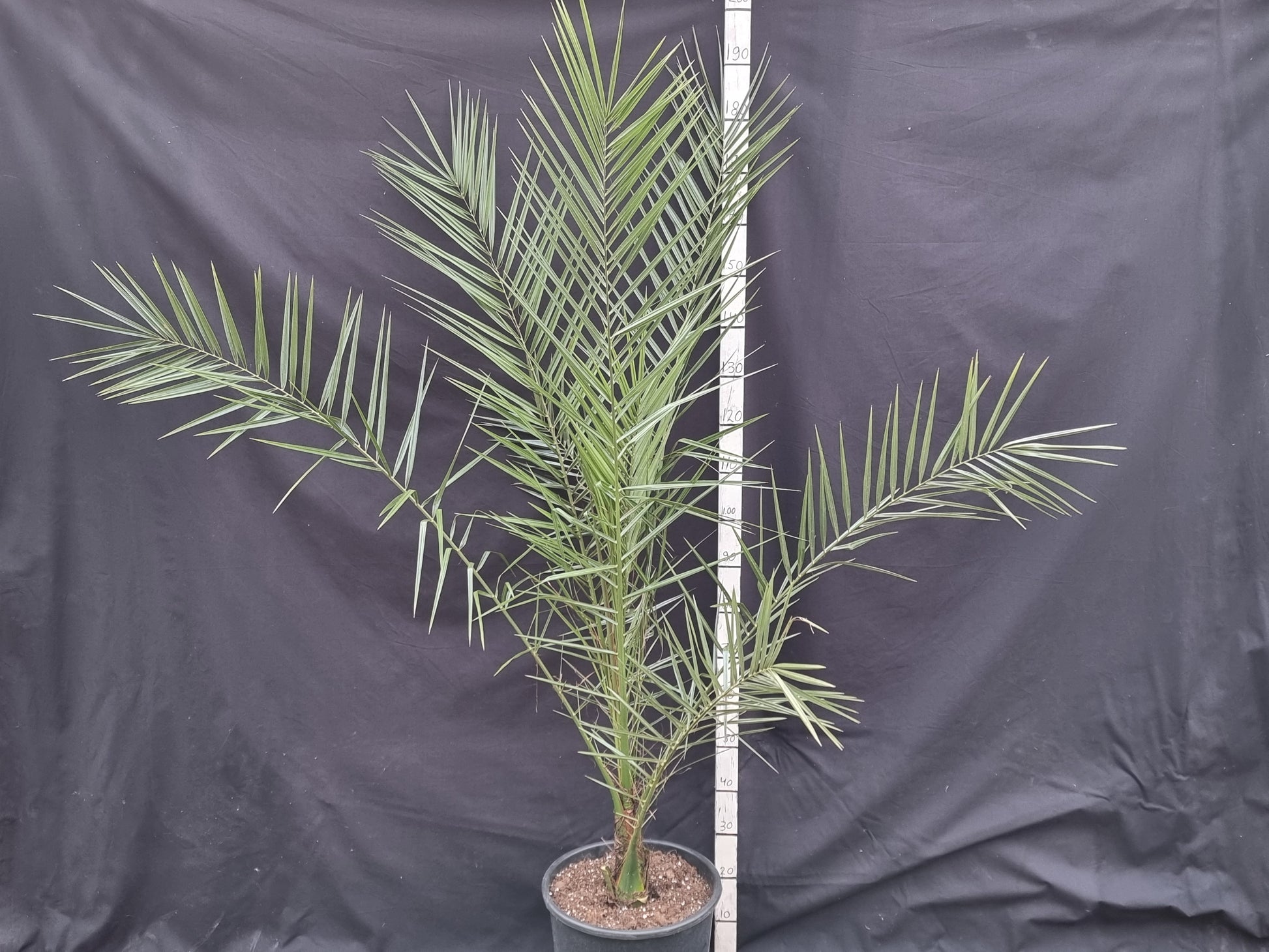 Phoenix canariensis cv. Benchijigua