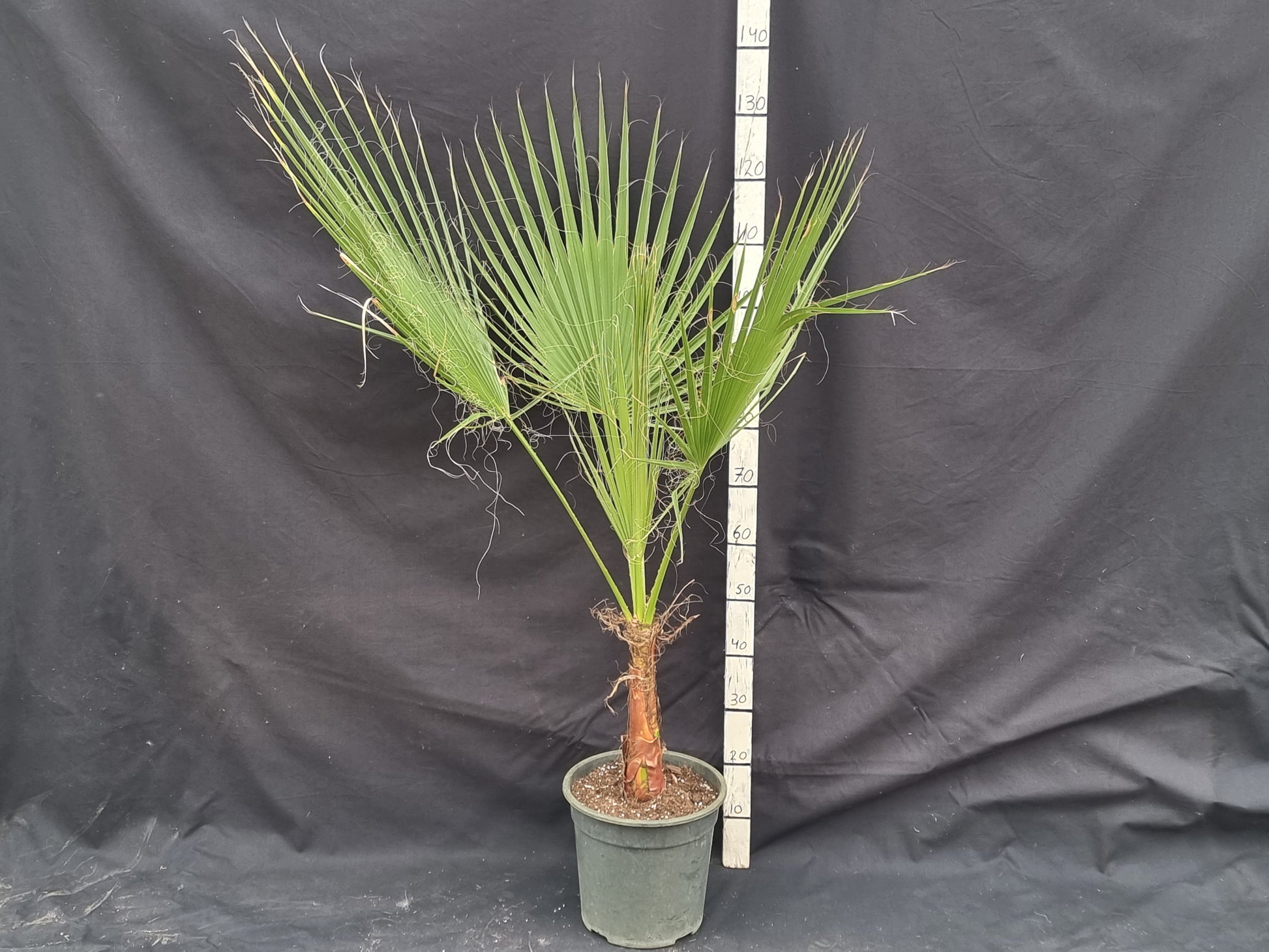 Washingtonia filifera