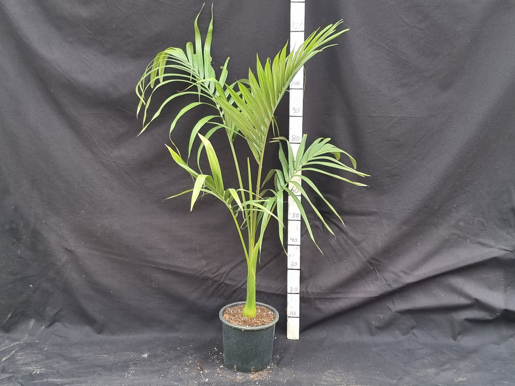 Archontophoenix alexandrae