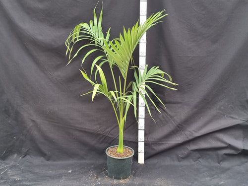 Archontophoenix alexandrae
