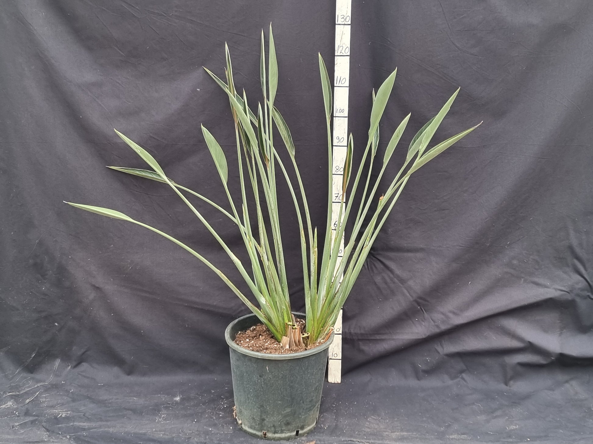 Strelitzia cv. Parvifolia acute