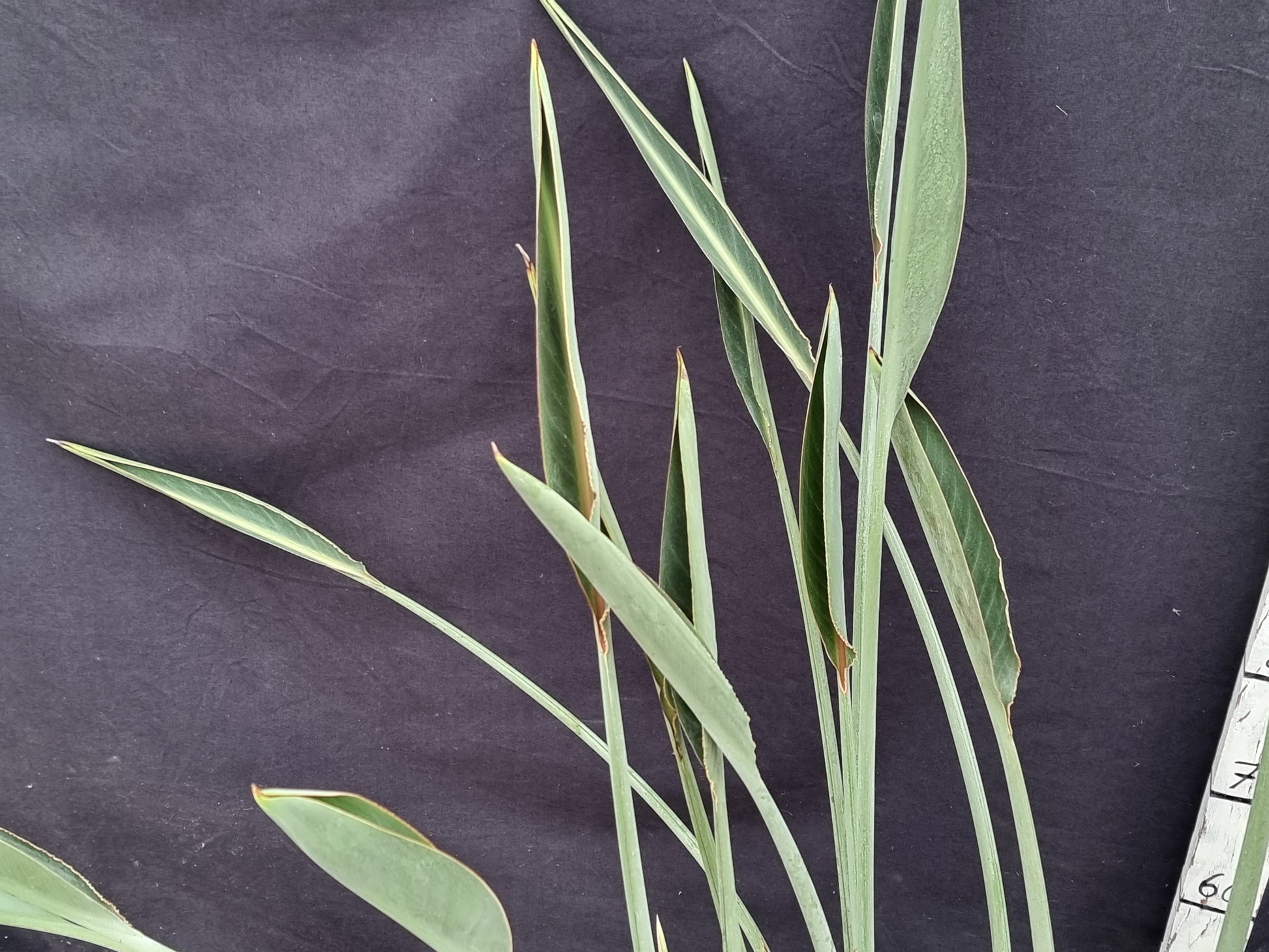 Strelitzia cv. Parvifolia acute