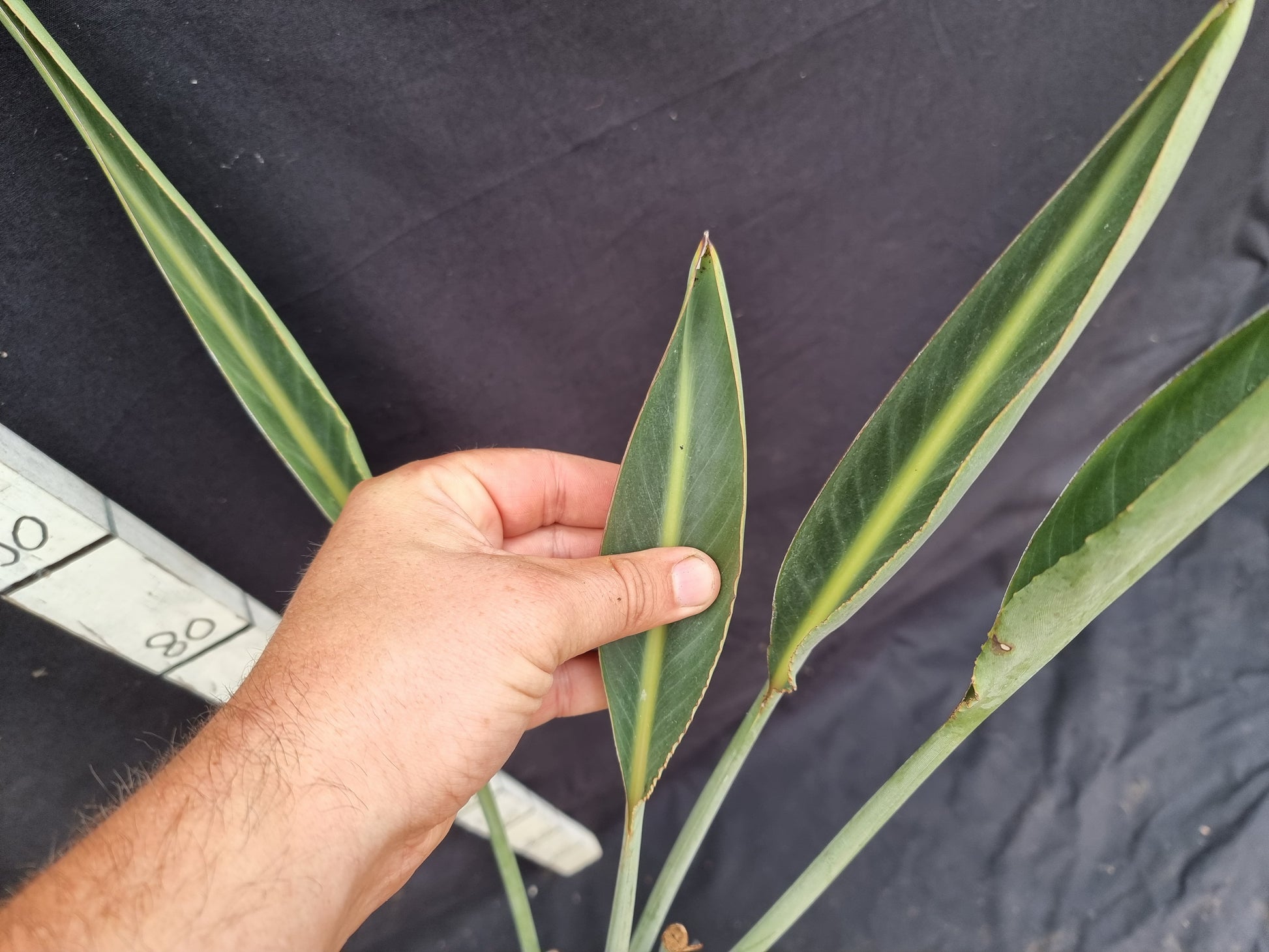 Strelitzia cv. Parvifolia acute