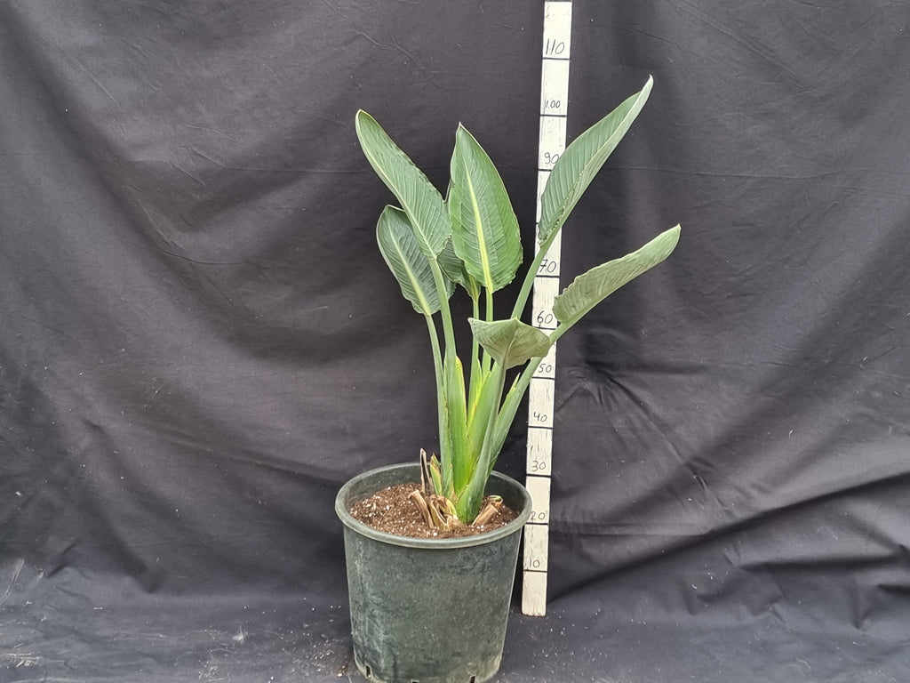 Strelitzia reginae cv. Mandela's Gold