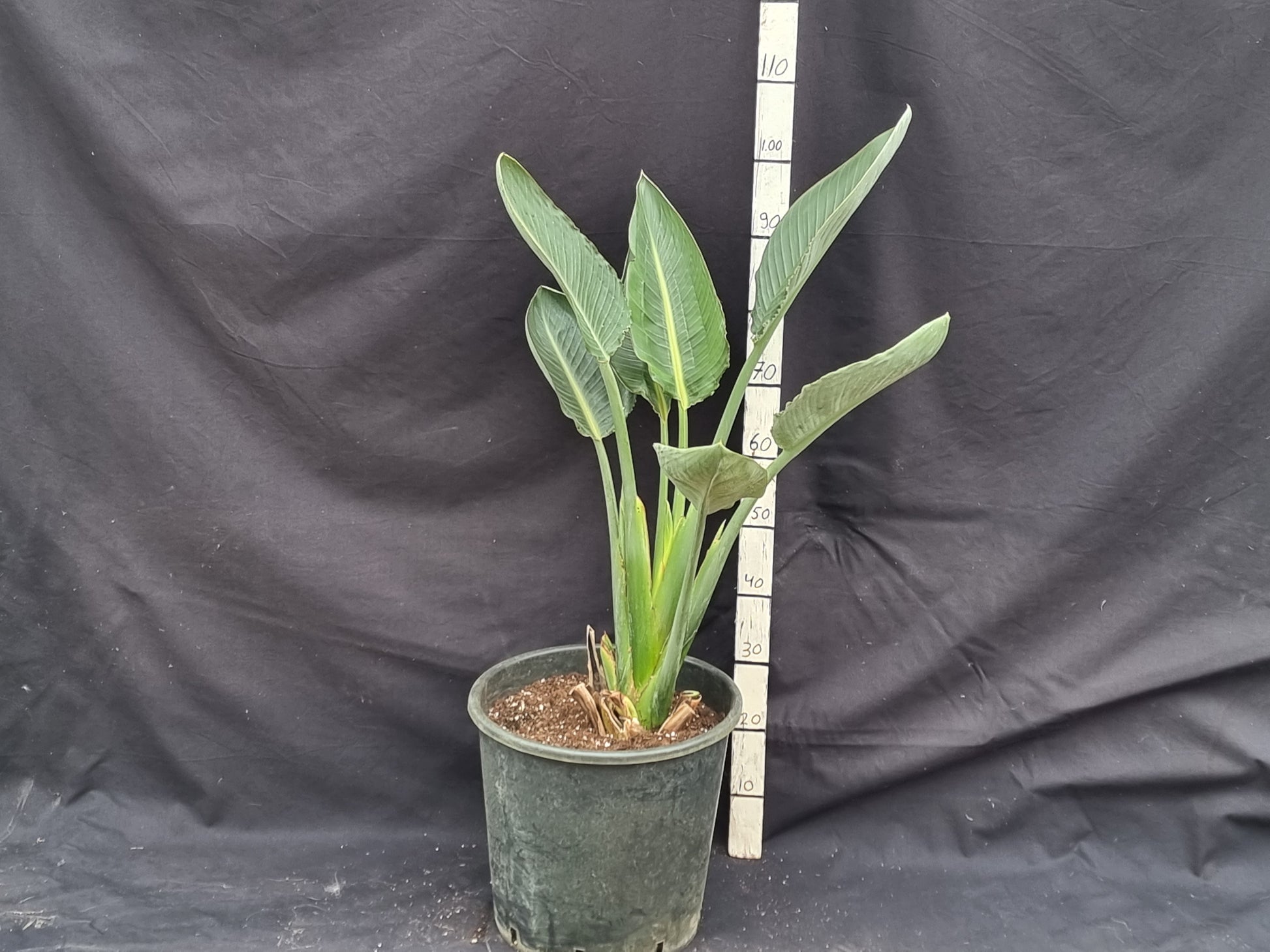 Strelitzia reginae cv. Mandela's Gold