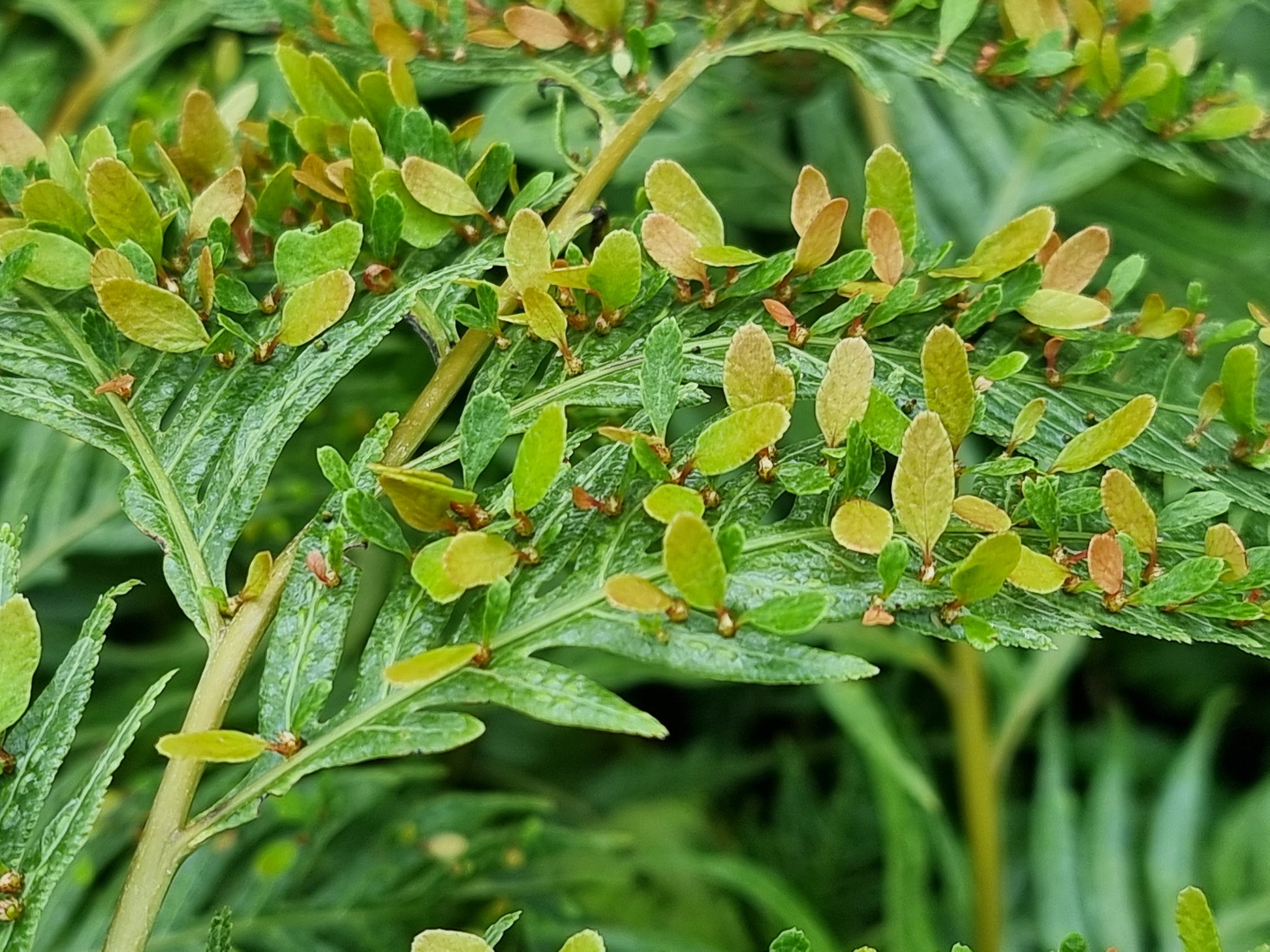 Woodwardia orientalis