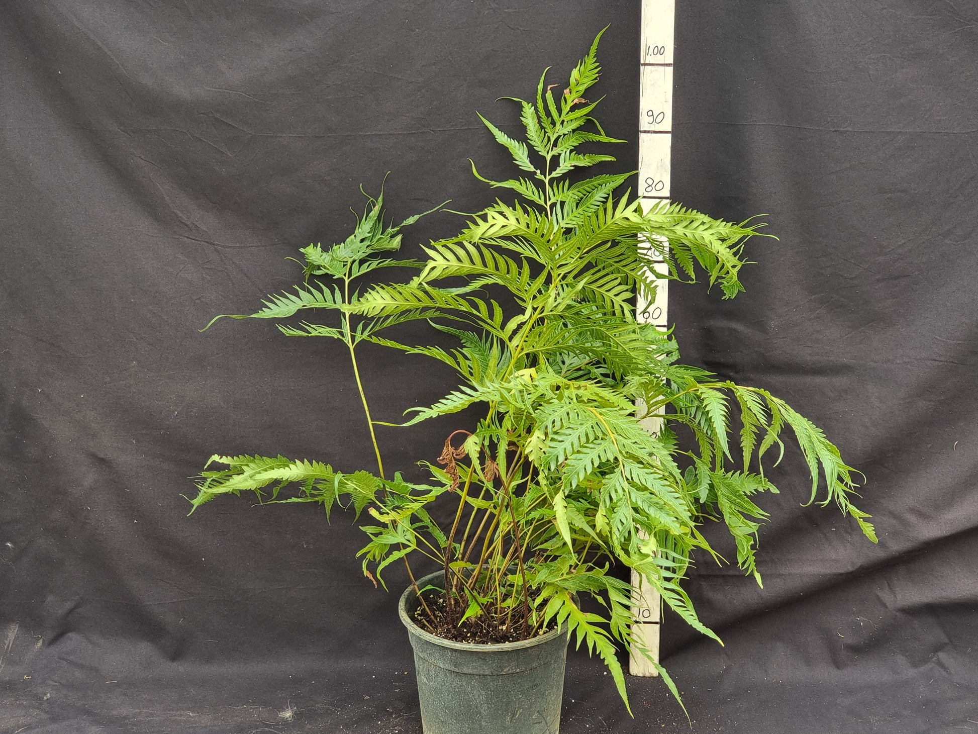 Woodwardia orientalis