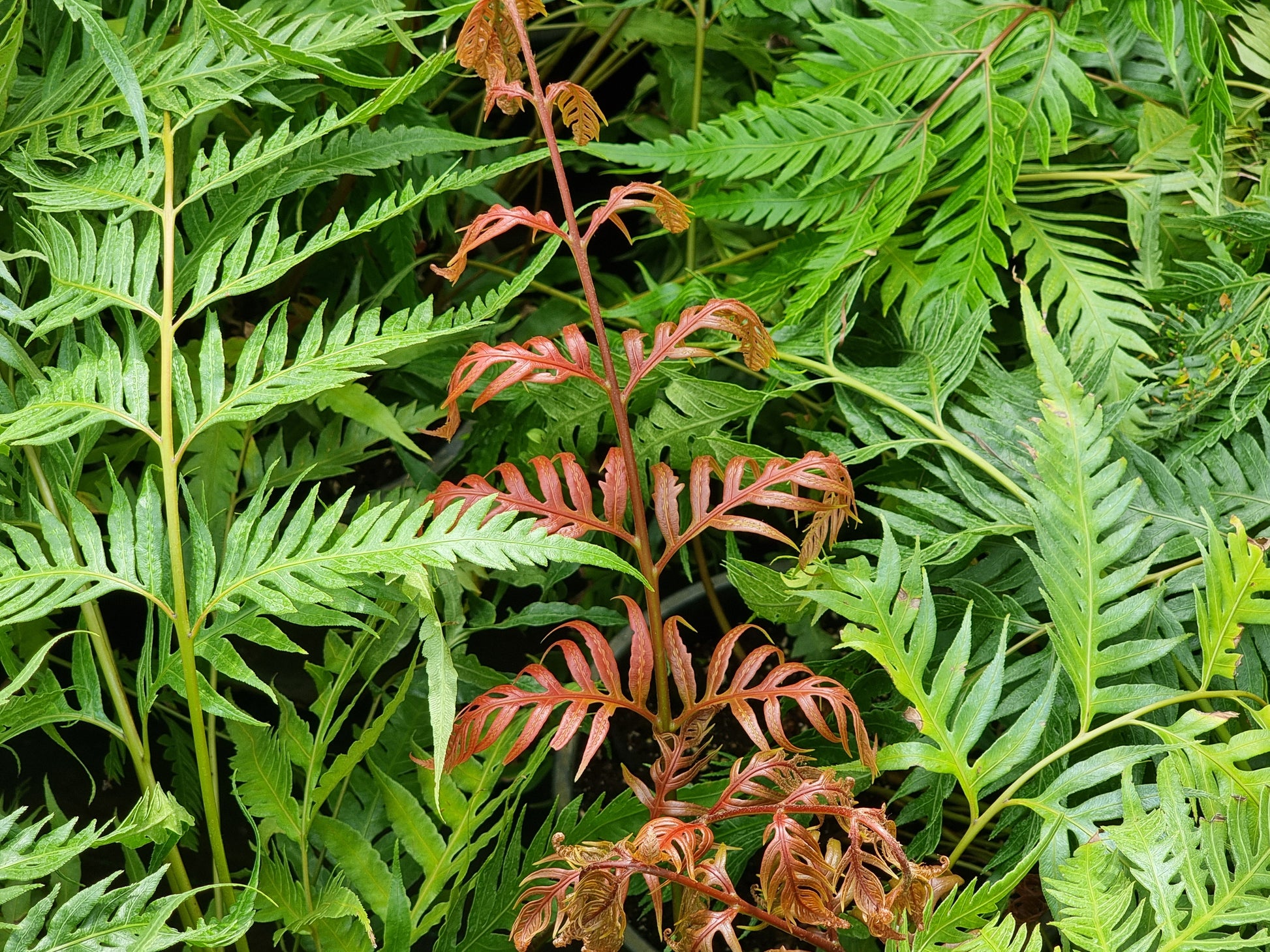 Woodwardia orientalis