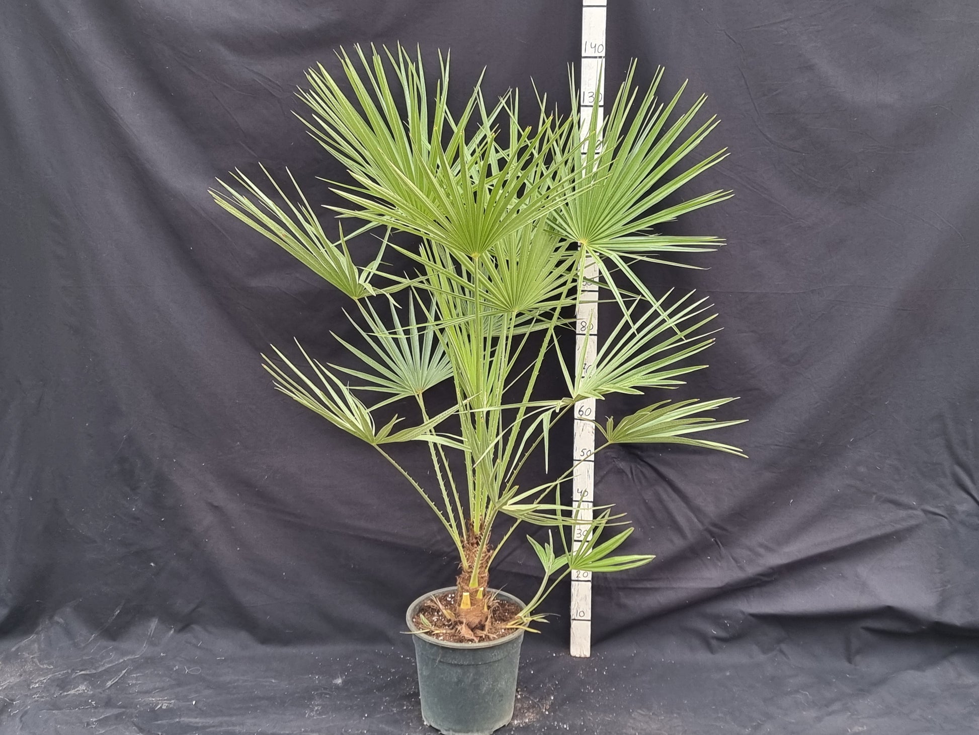 Chamaerops humilis